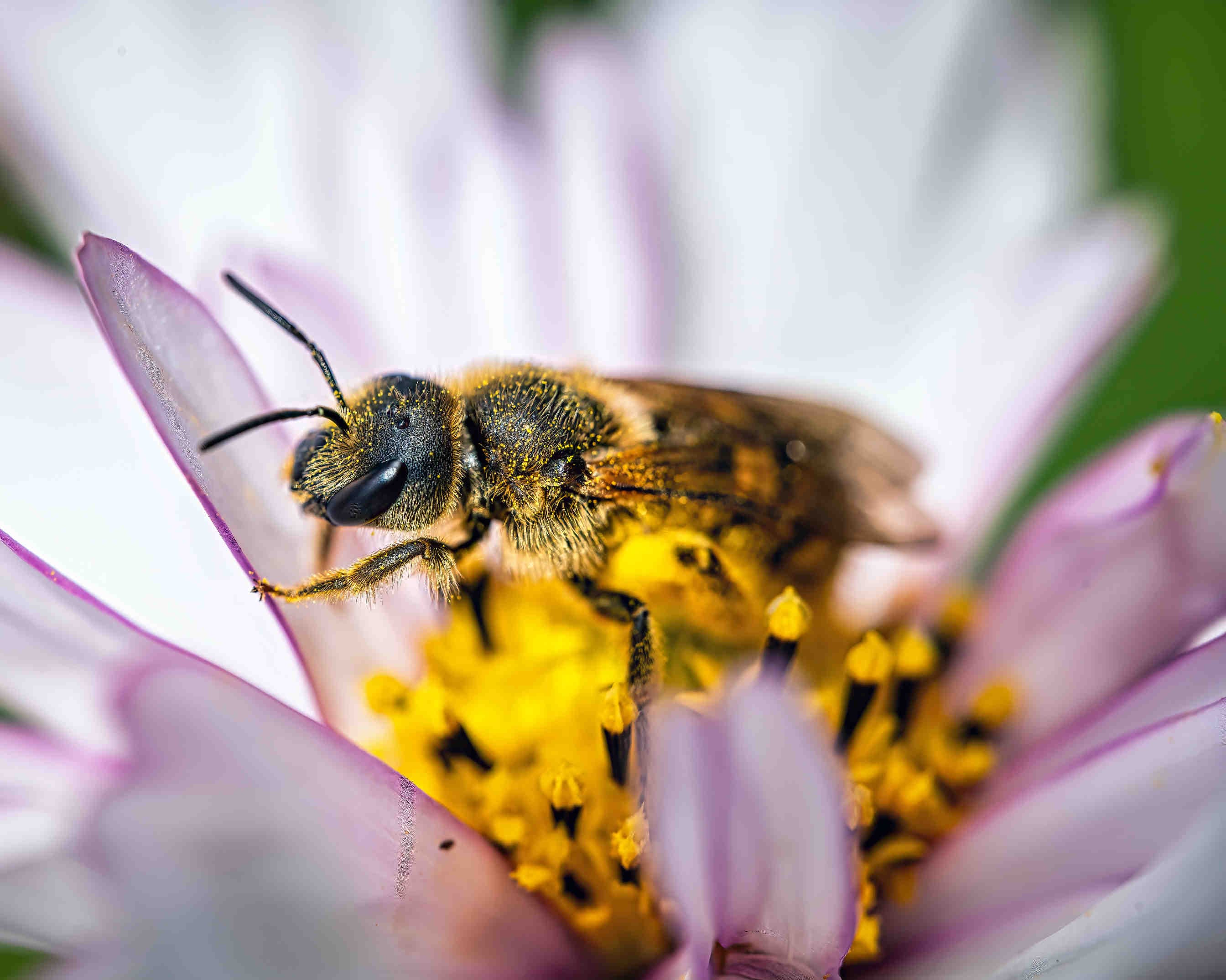ape impollinazione
