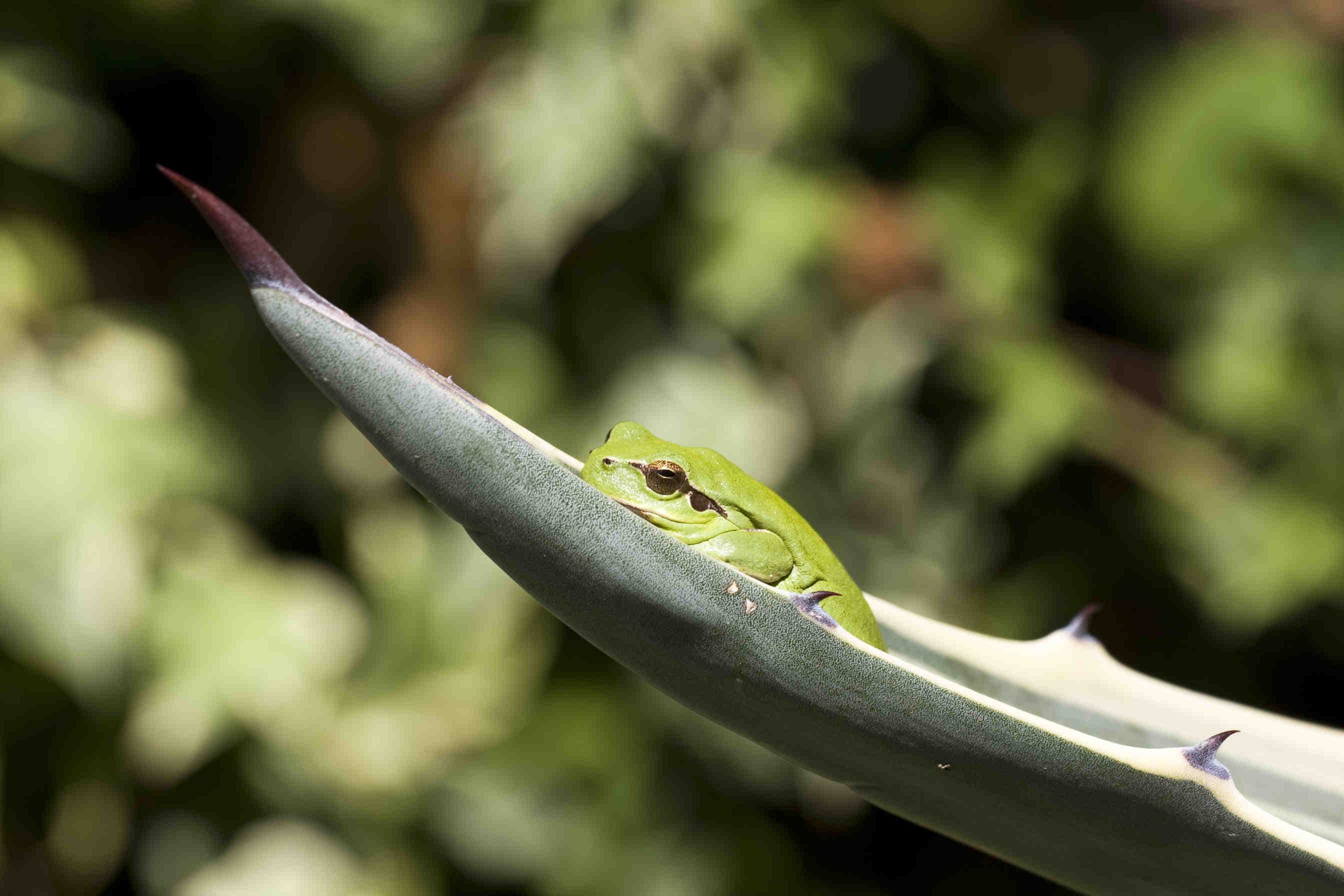 rana biodiversità