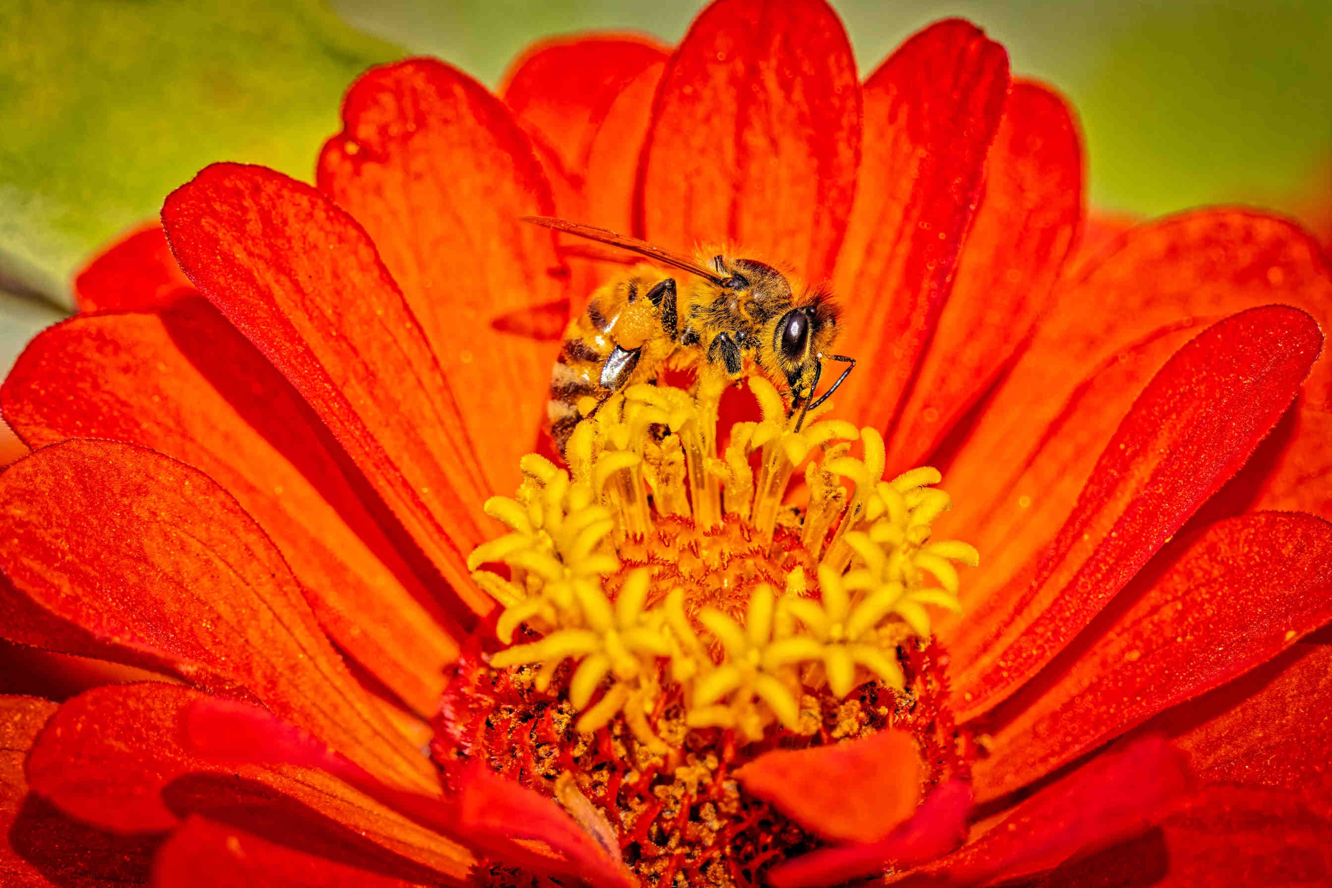 CodeBaker: digital para la protección de las abejas