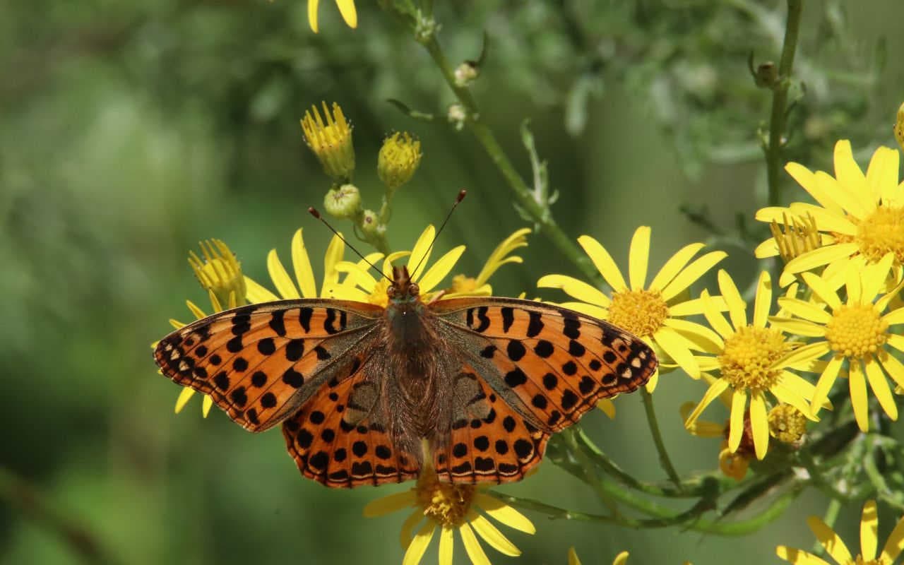 3Bee Climate and Biodiversity Strategy