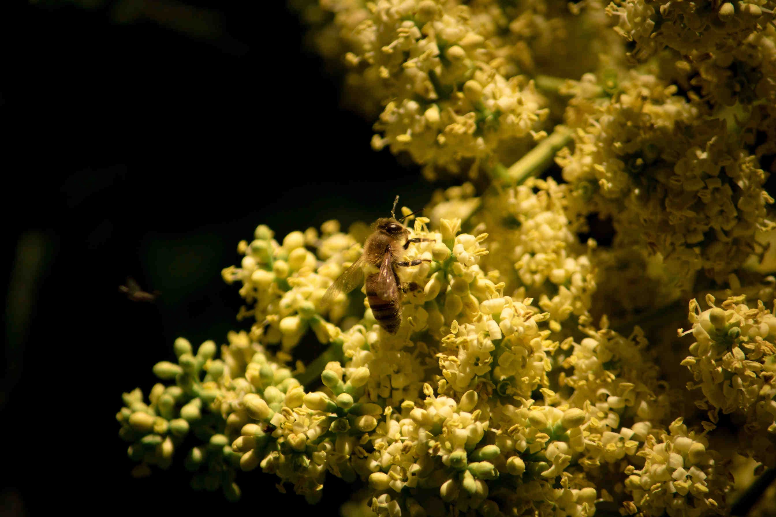Miele di Acacia: controindicazioni