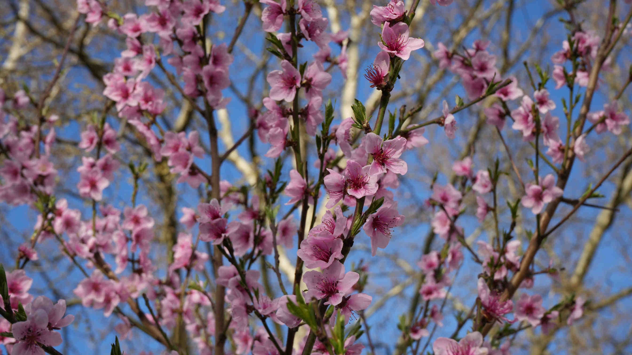 Peach tree: characteristics, curiosities, and ecological role