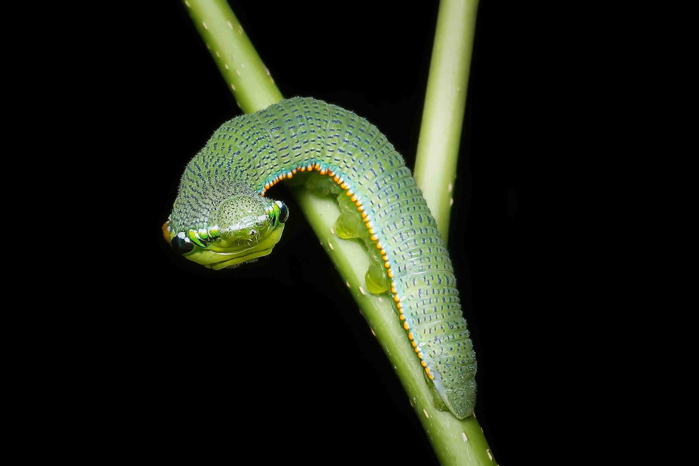 Hebomoia_glaucippe