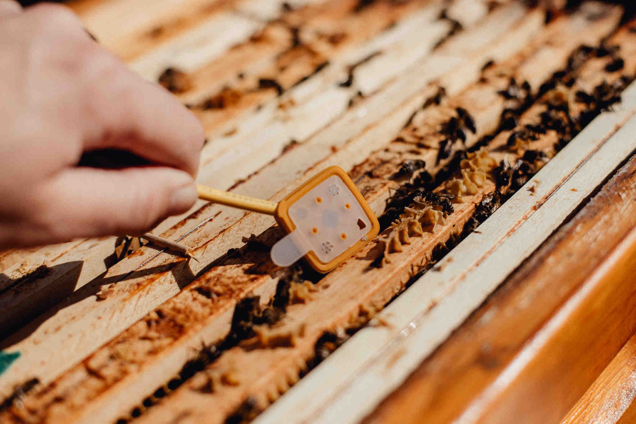 Natura in azienda: l'alveare urbano 3Bee