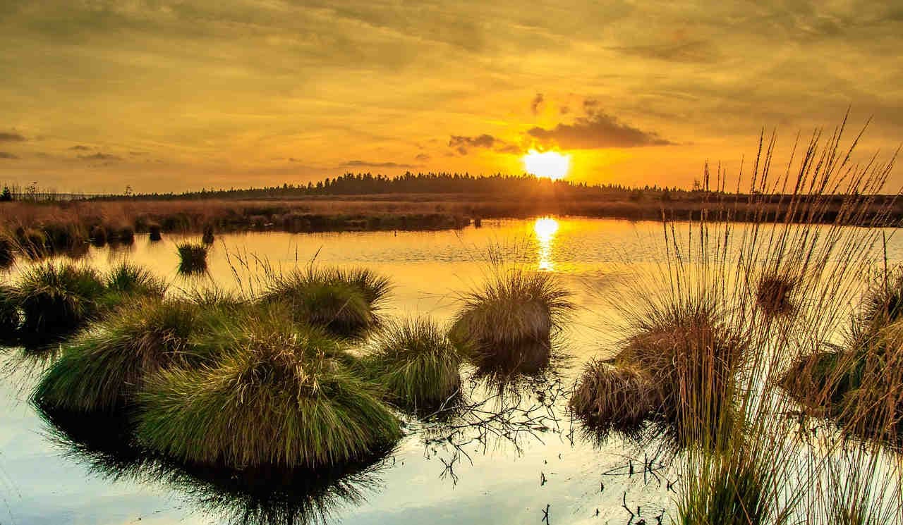 marécage au coucher de soleil