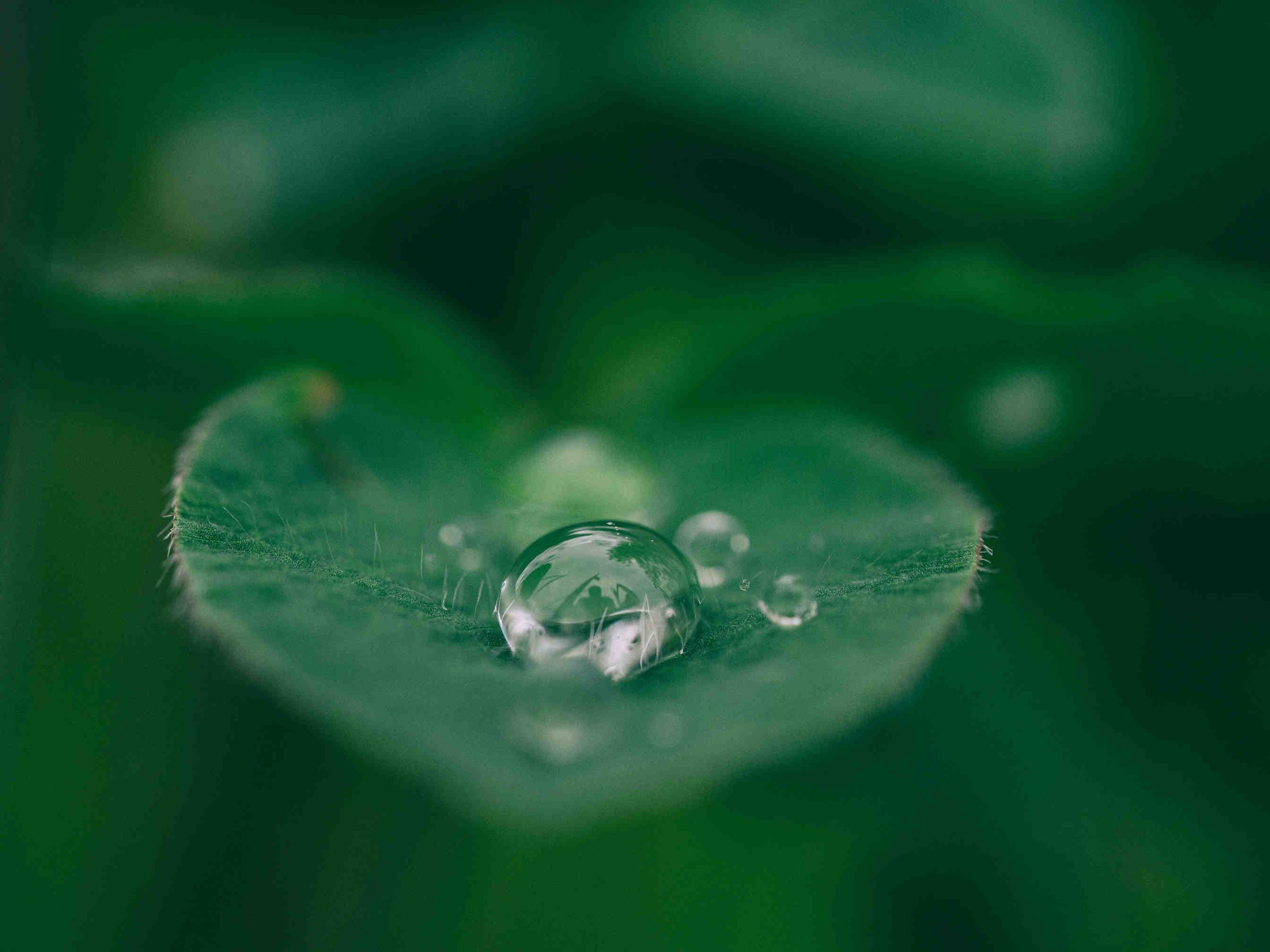 Flora