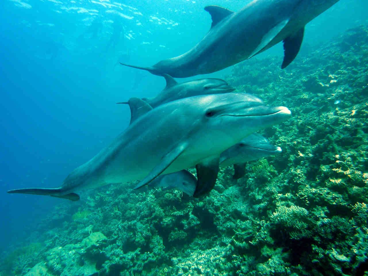 Delfini_fischi_firma
