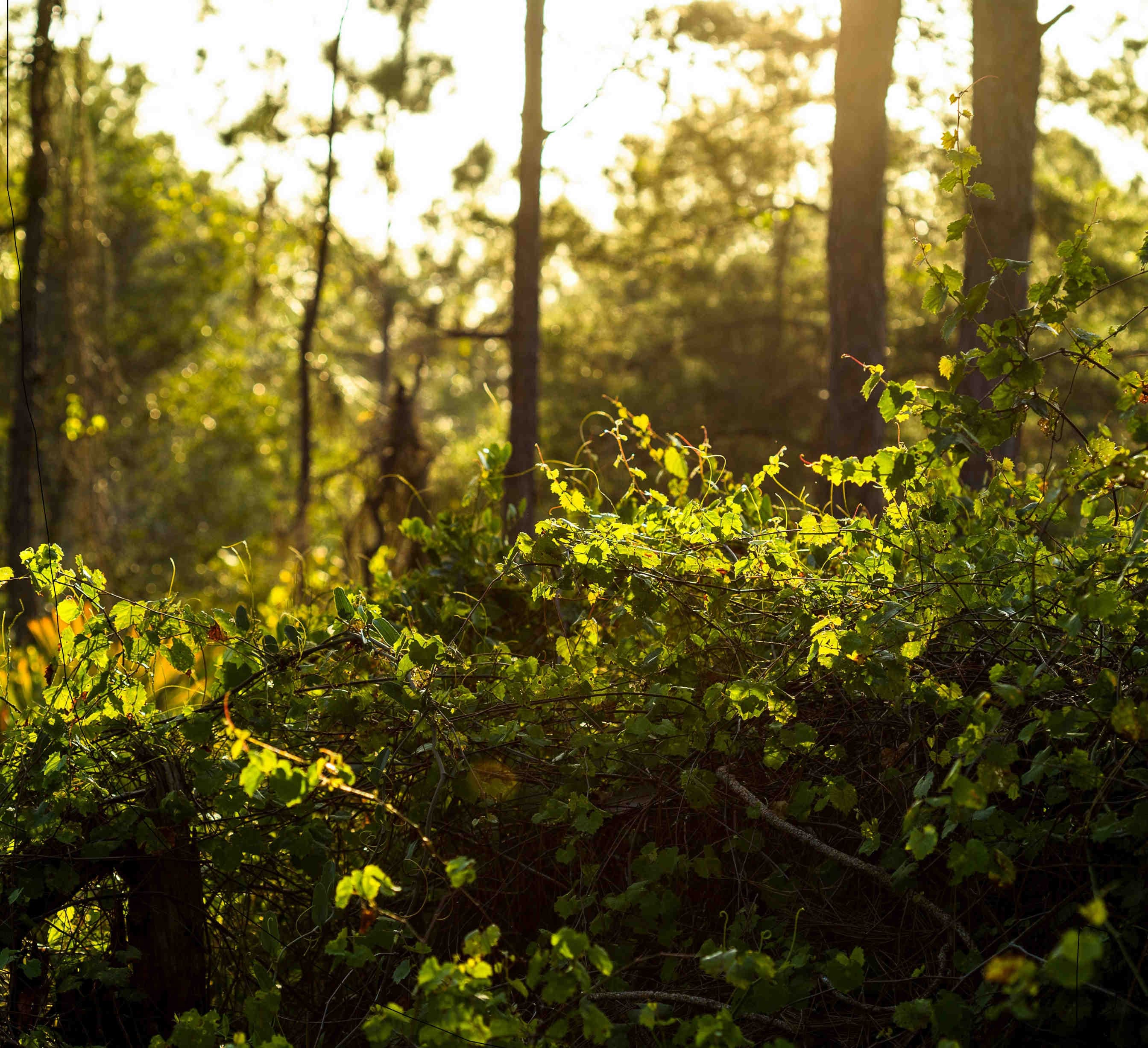 Woodland habitat