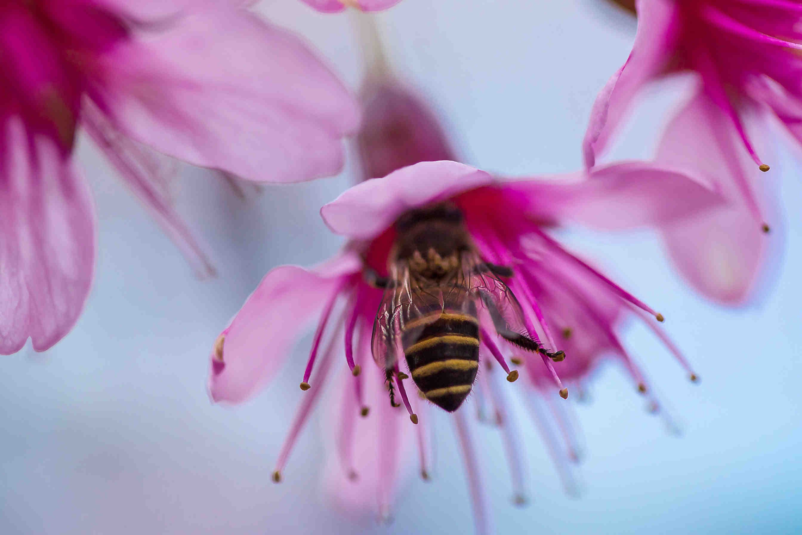 Honigbienen