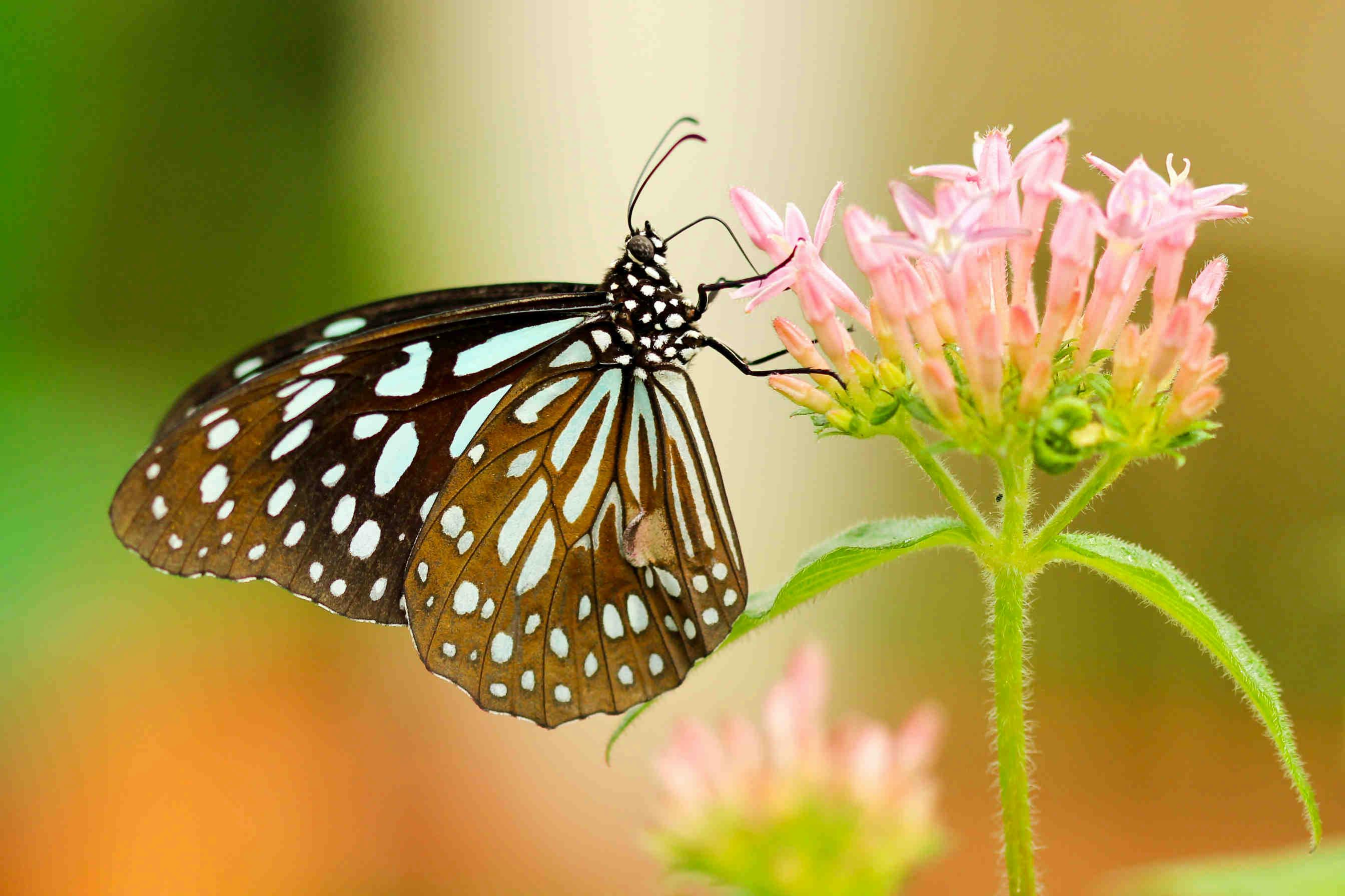 Farfalla e impollinazione