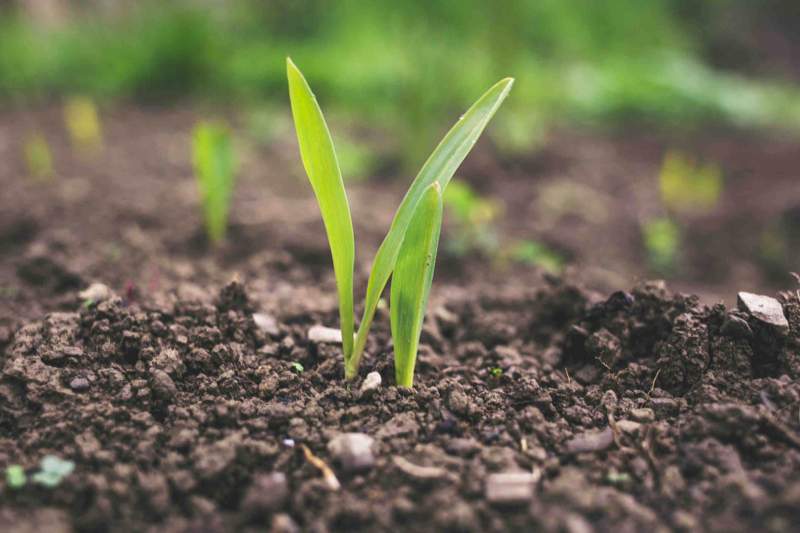 Biodiversità come infrastruttura ecologica contro la siccità