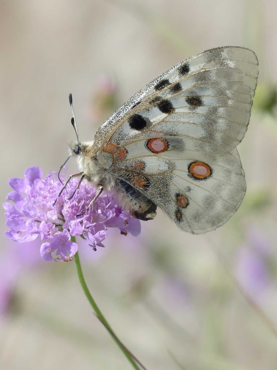 farfalla biodiversità