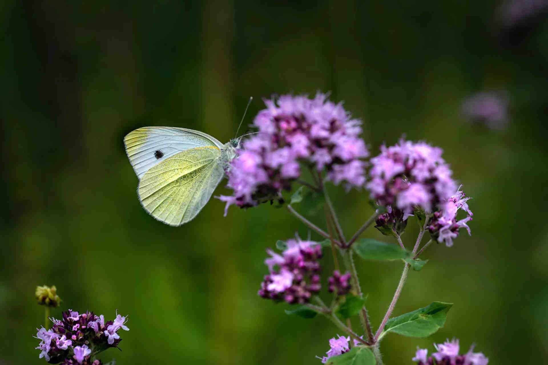 L'initiative de l'UE en faveur des pollinisateurs