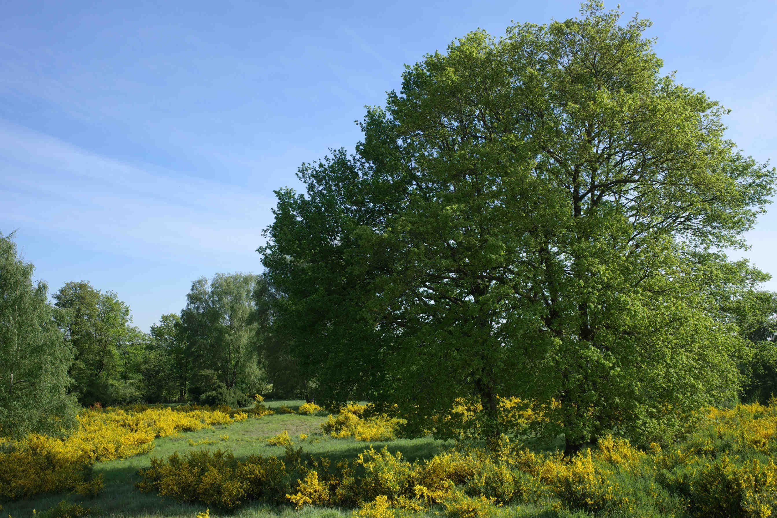 albero nettarifero