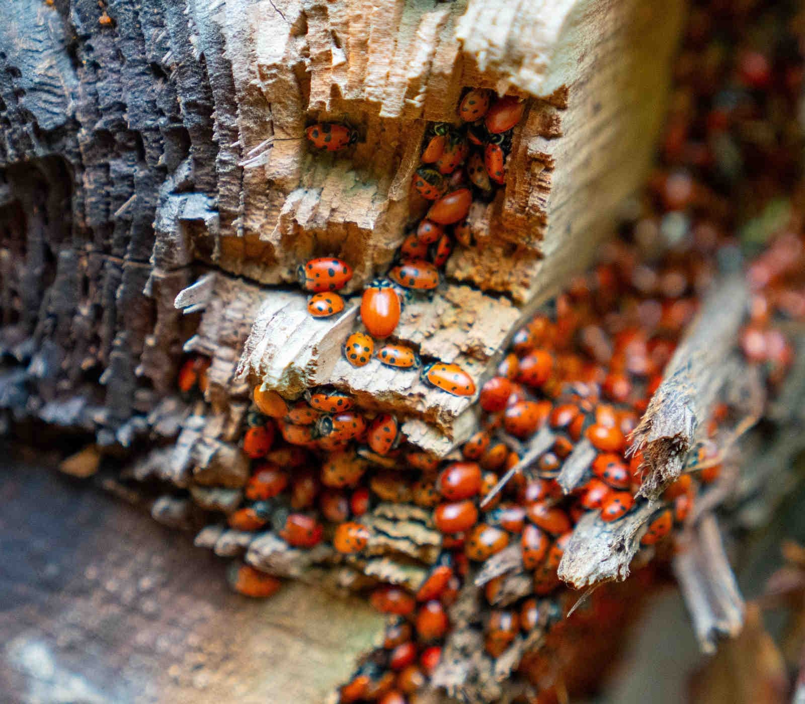 coccinelle