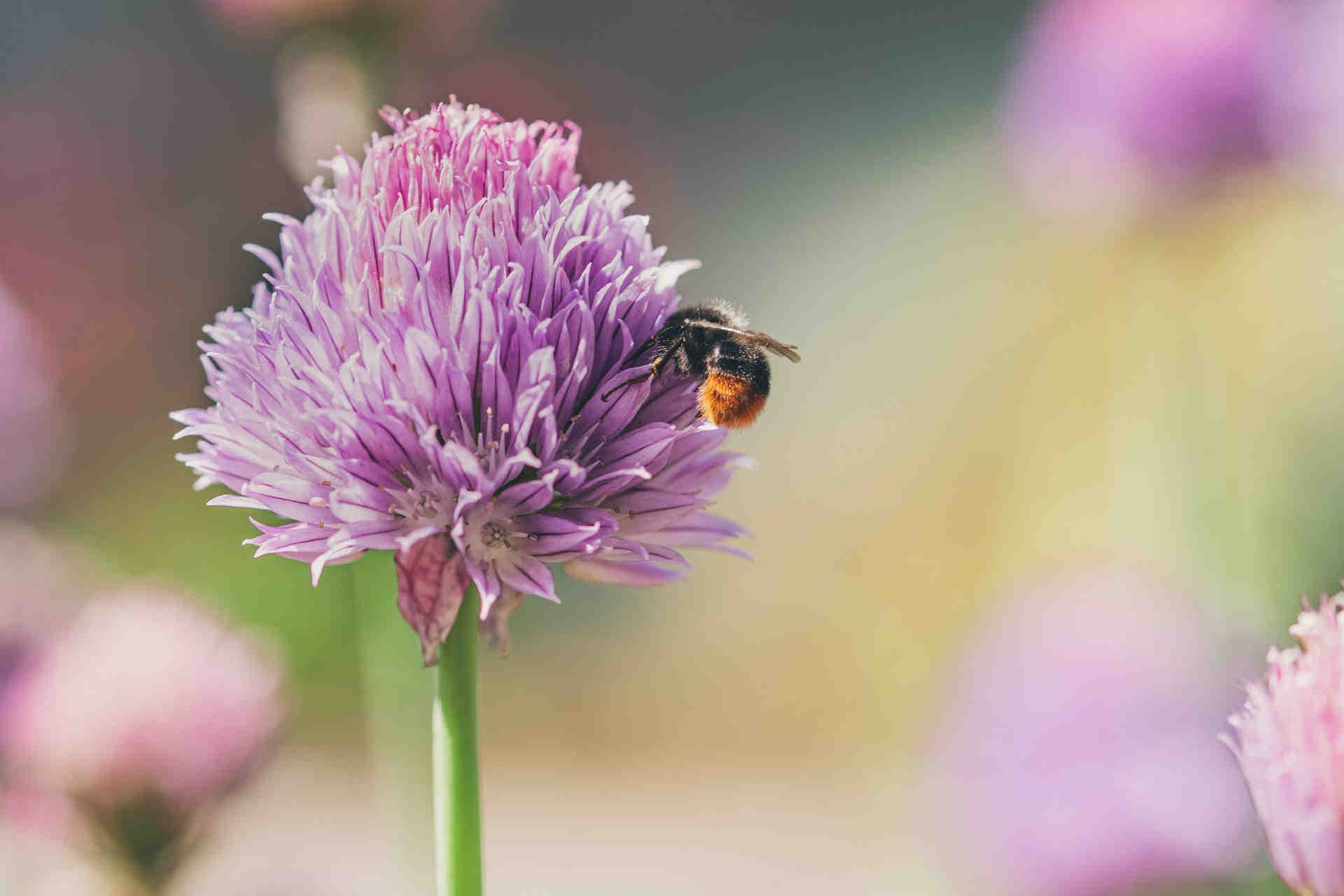 bombus terrestris