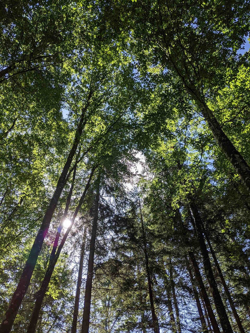Día Nacional del Árbol 2023