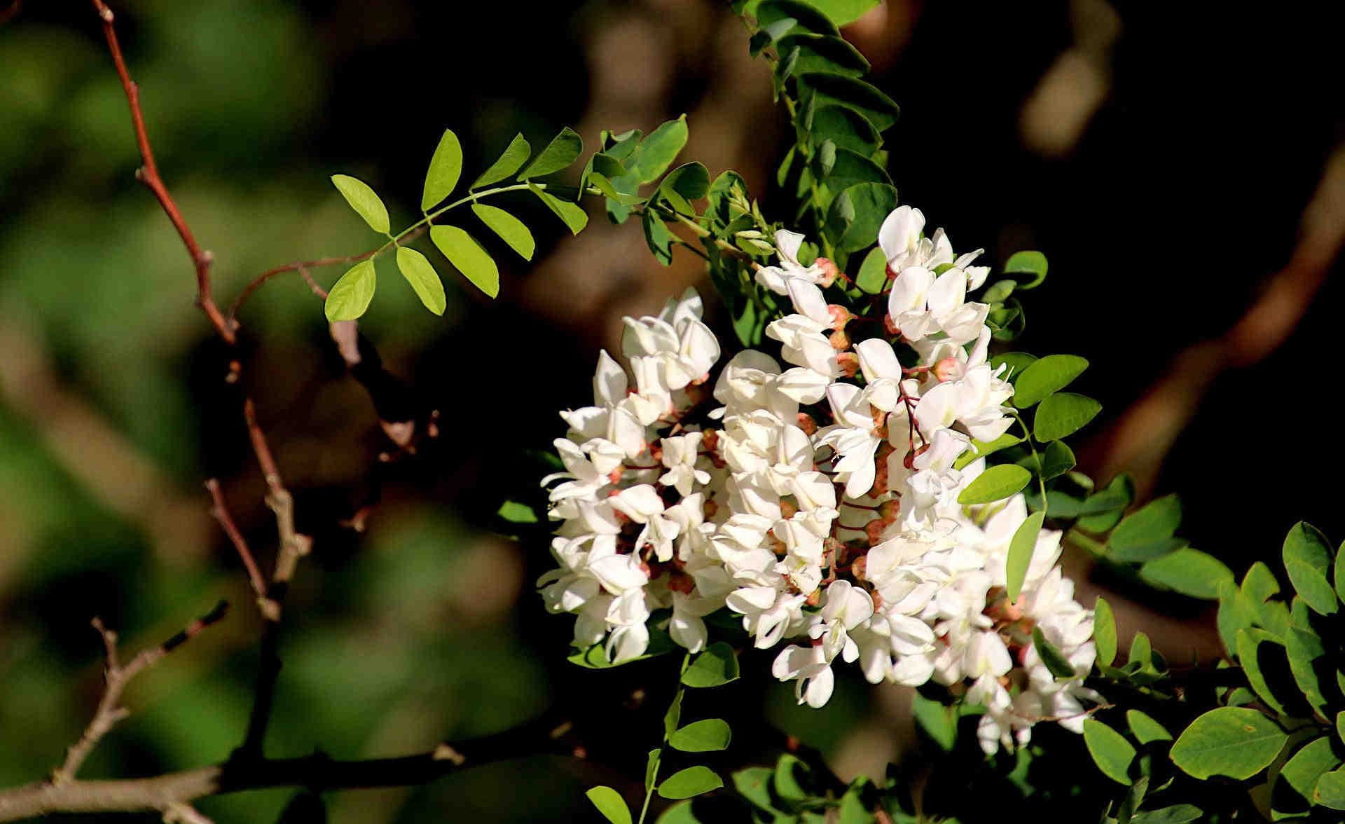 Akazienhonig