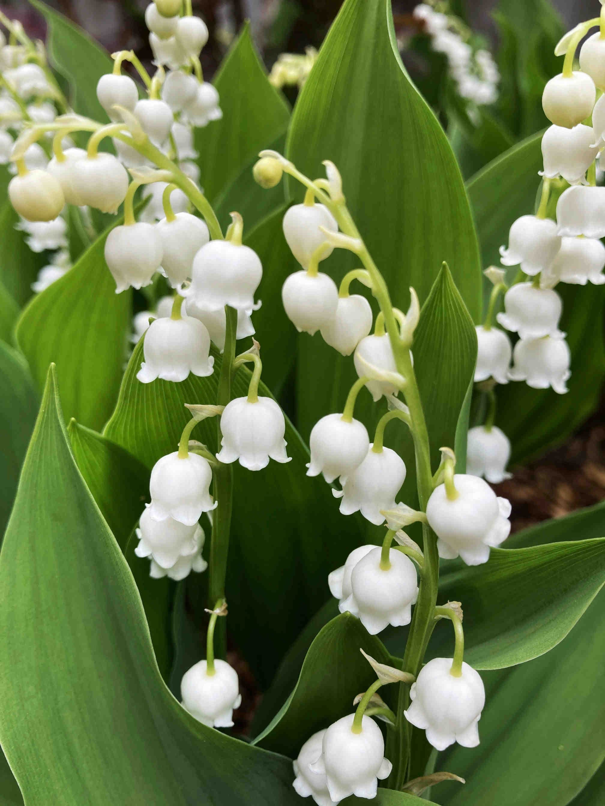 3bee-blog-il-bianco-dei-fiori-un-messaggio-per-gli-impollinatori