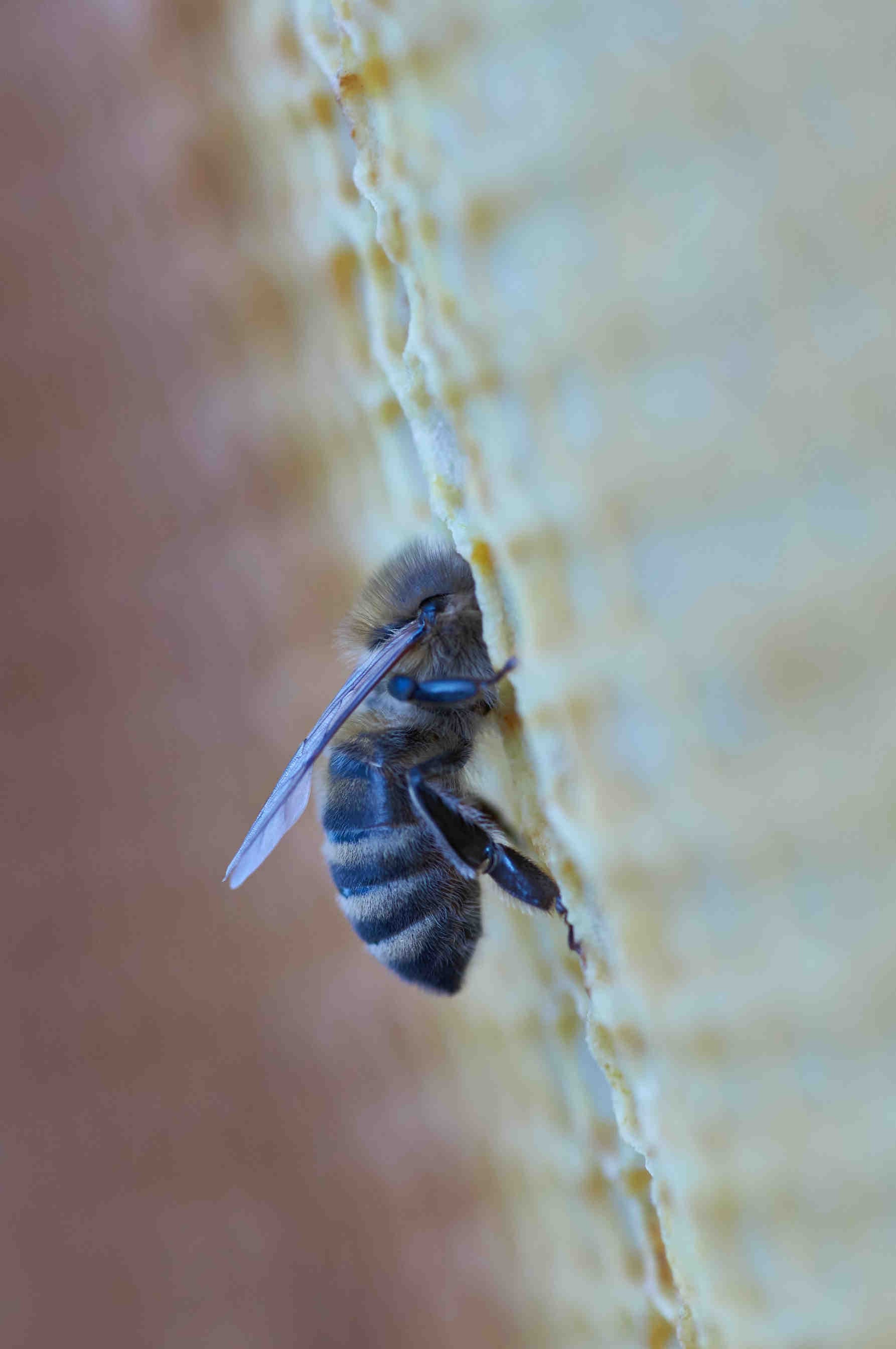 What can be done to preserve bees from the risk of extinction?