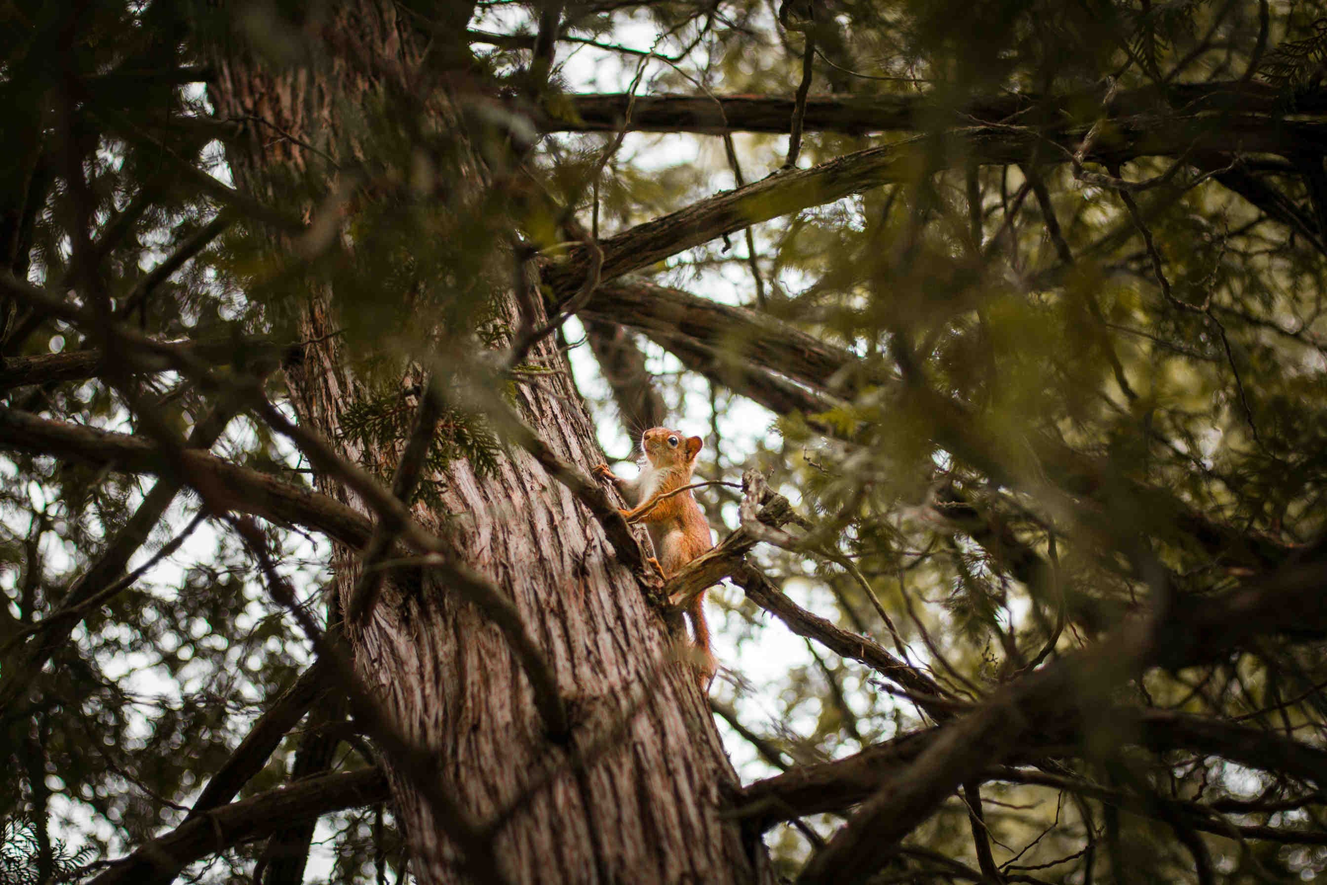 l'importanza della biodiversità degli alberi