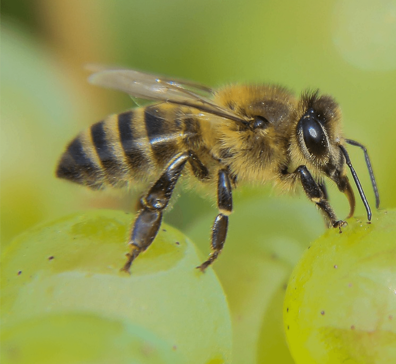 abeille sur raisin