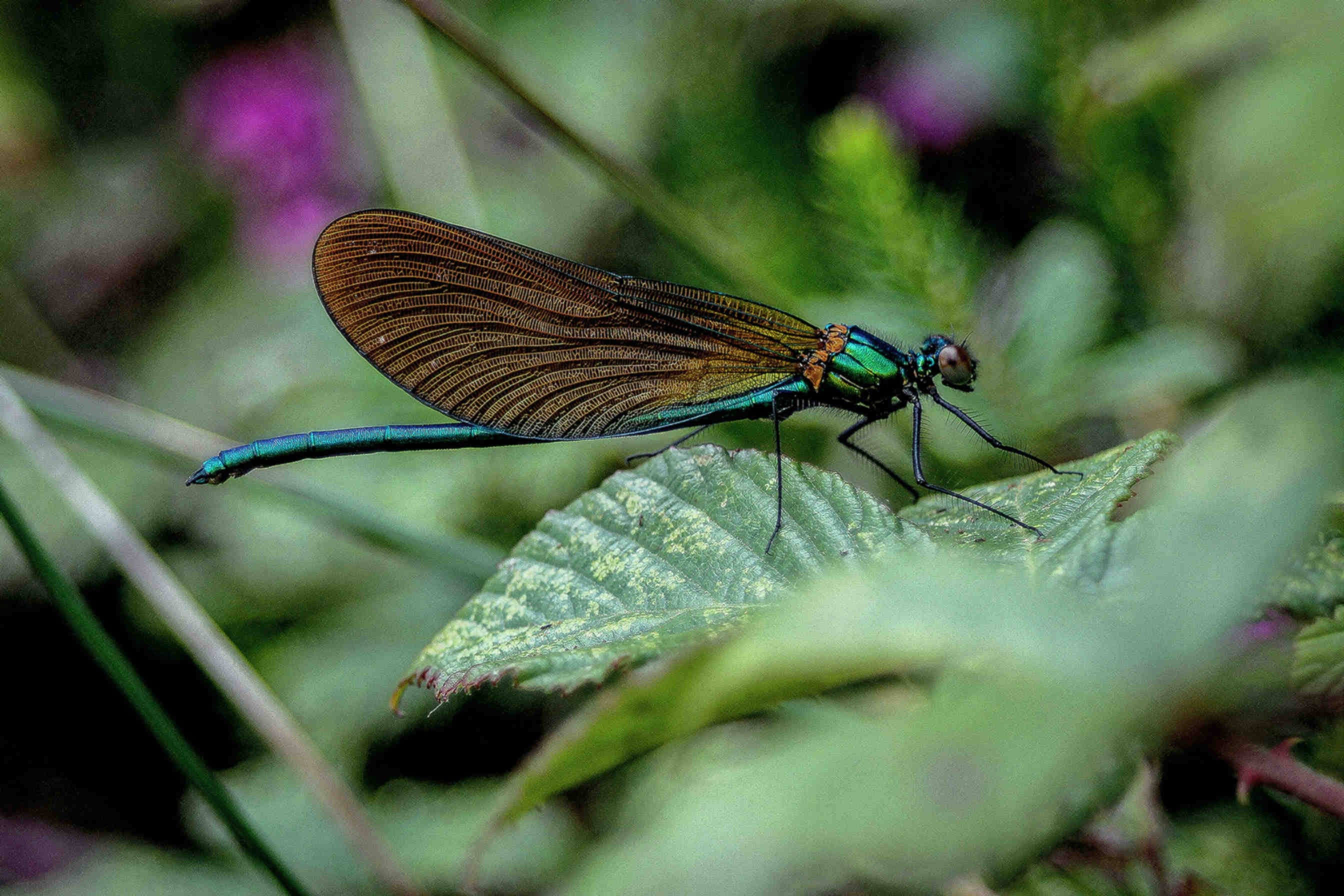 biodiversità libellula
