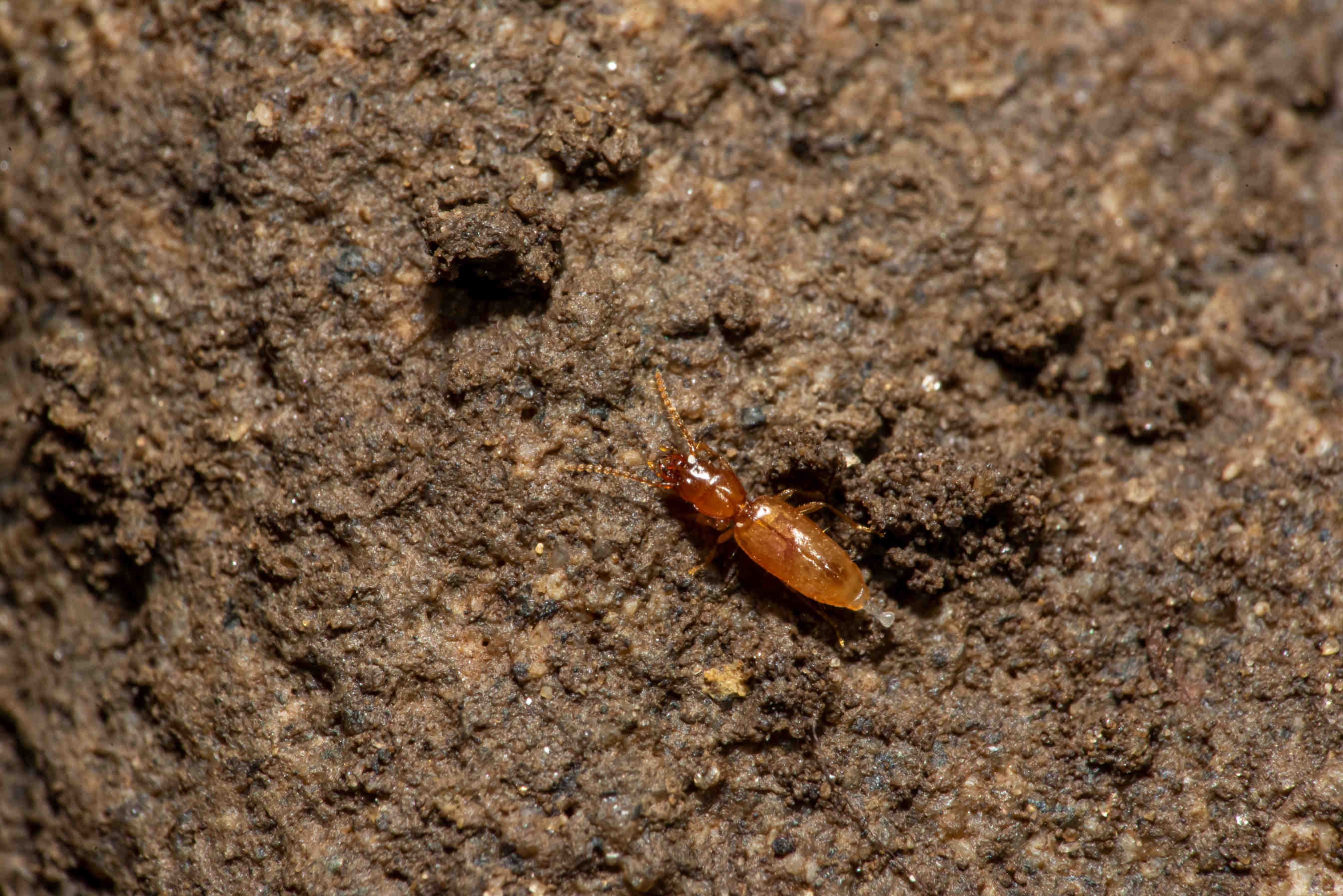 Scotodipnus