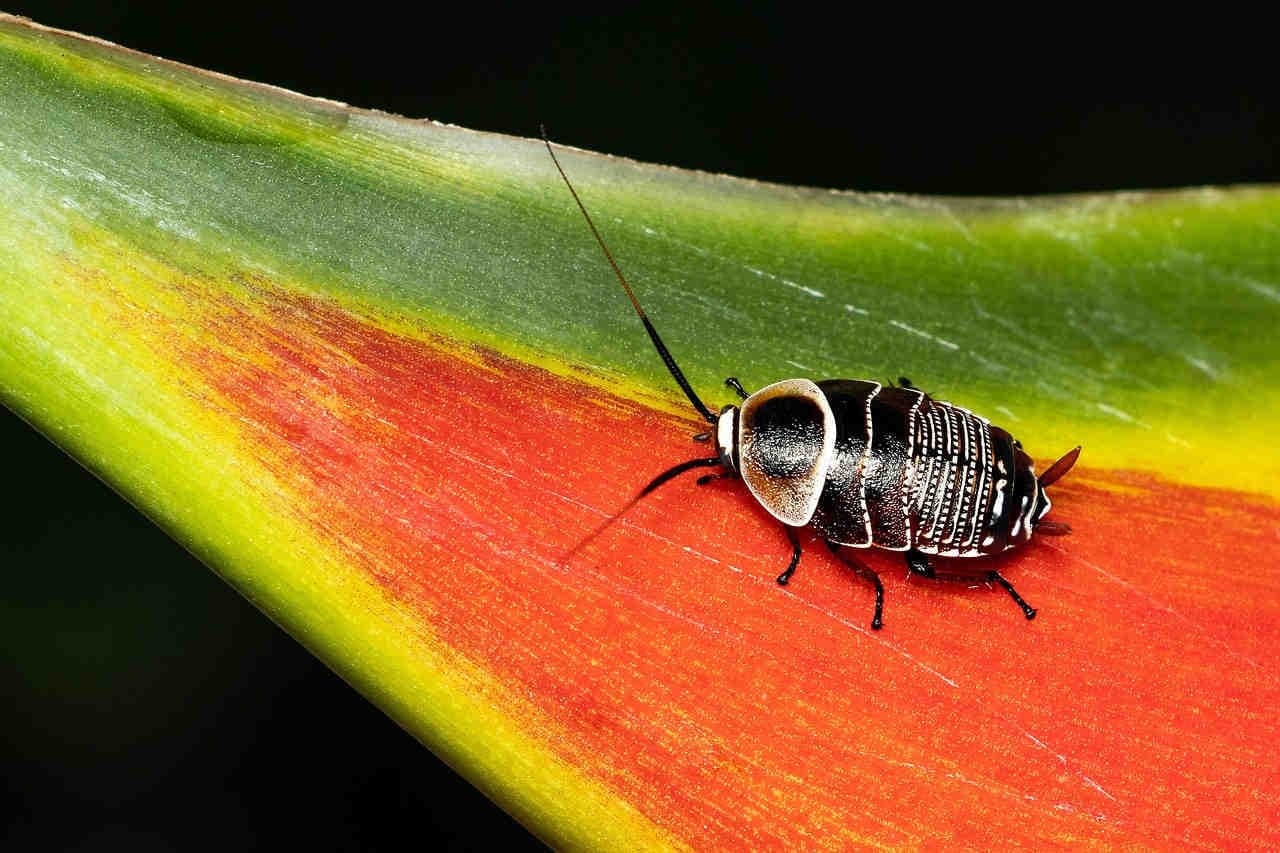 scarafaggio_ninfa_Ellipsidion_australe