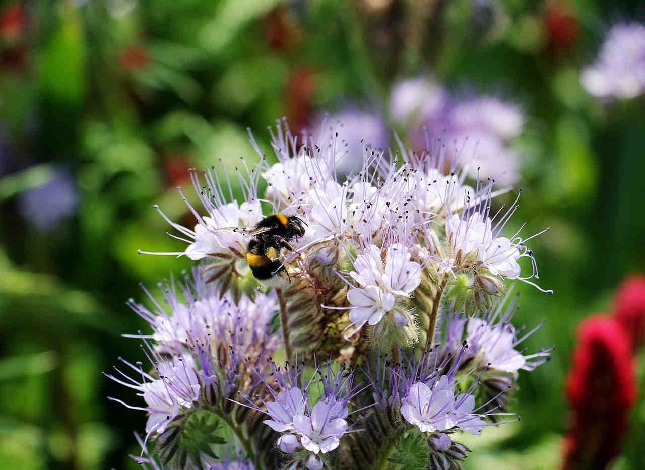 impollinazione