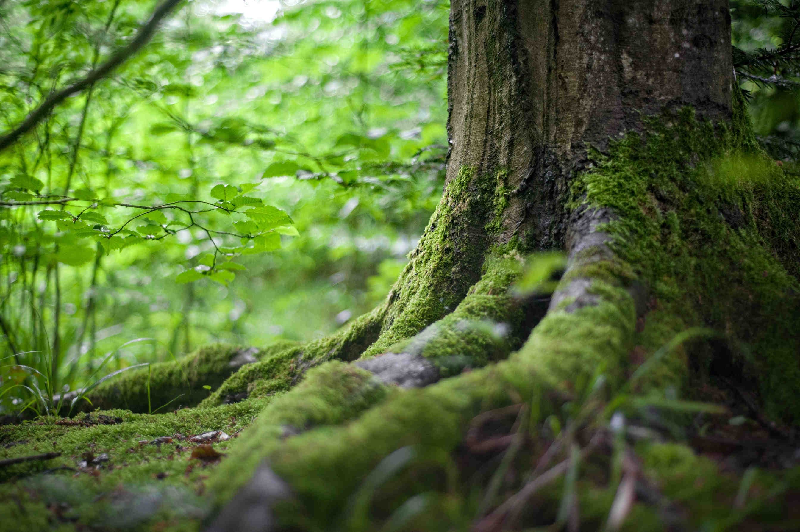 Sostenibilità ambientale
