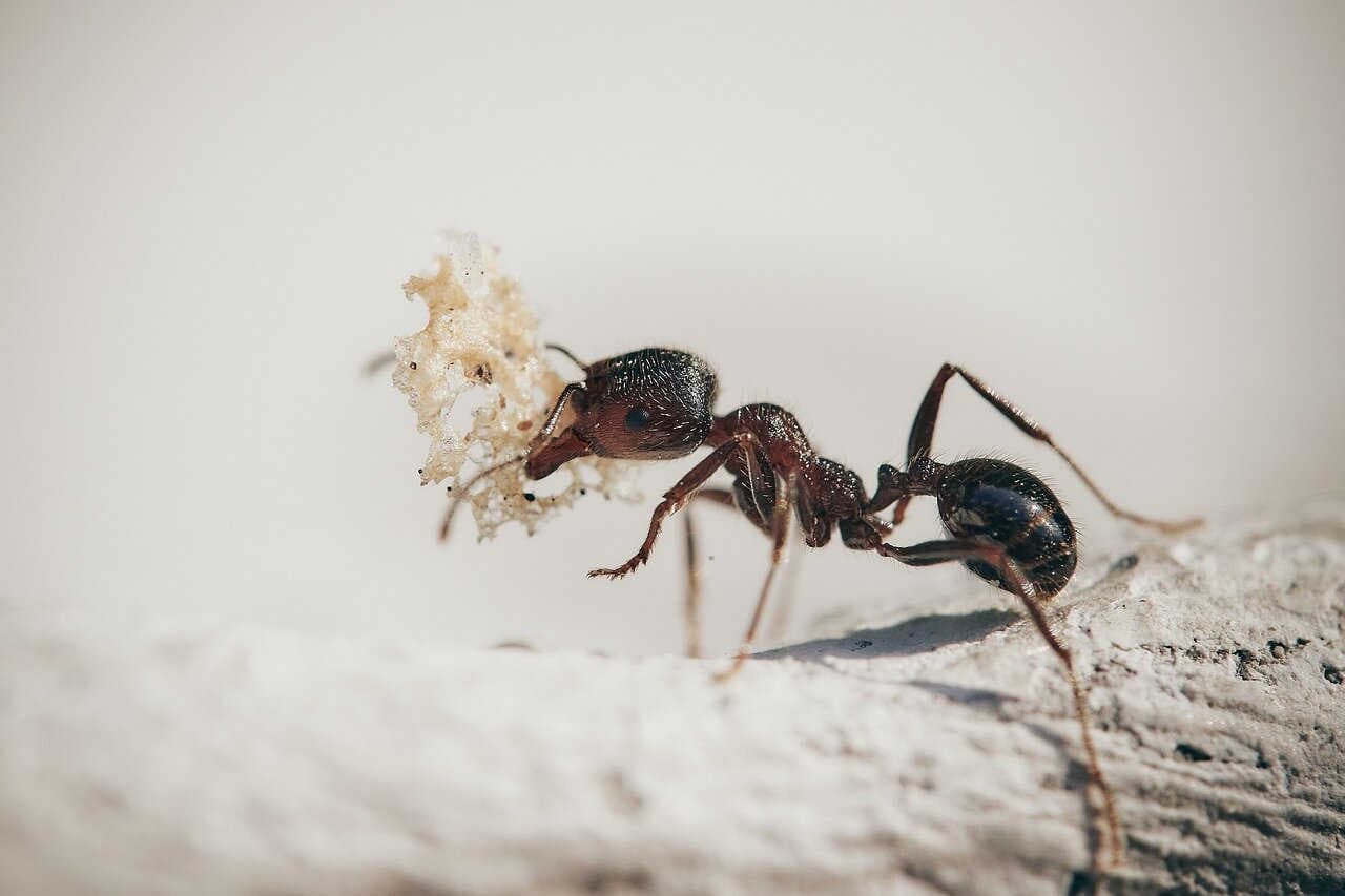Formiche: 5 incredibili curiosità