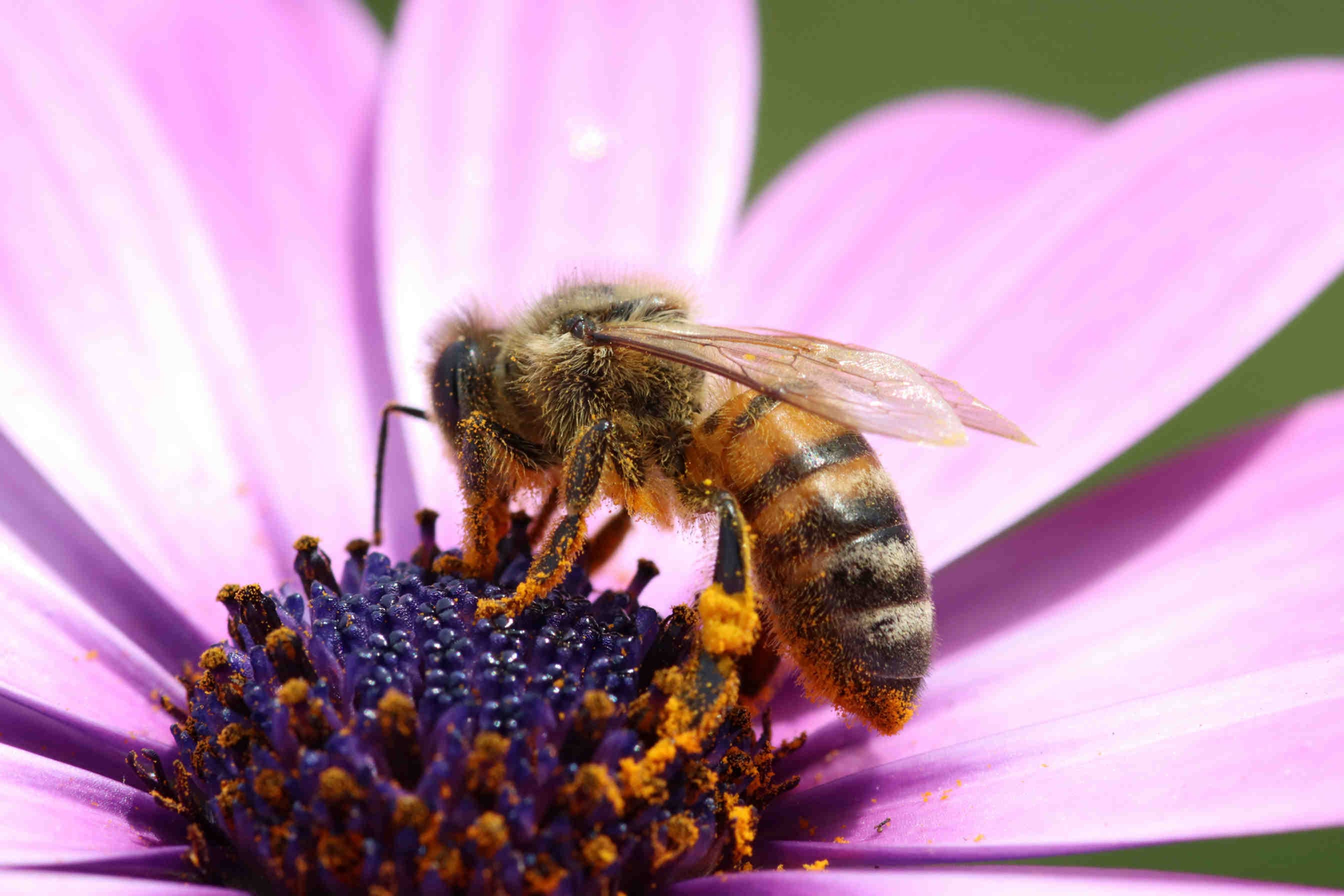 Rifugi per impollinatori: biodiversità in azienda