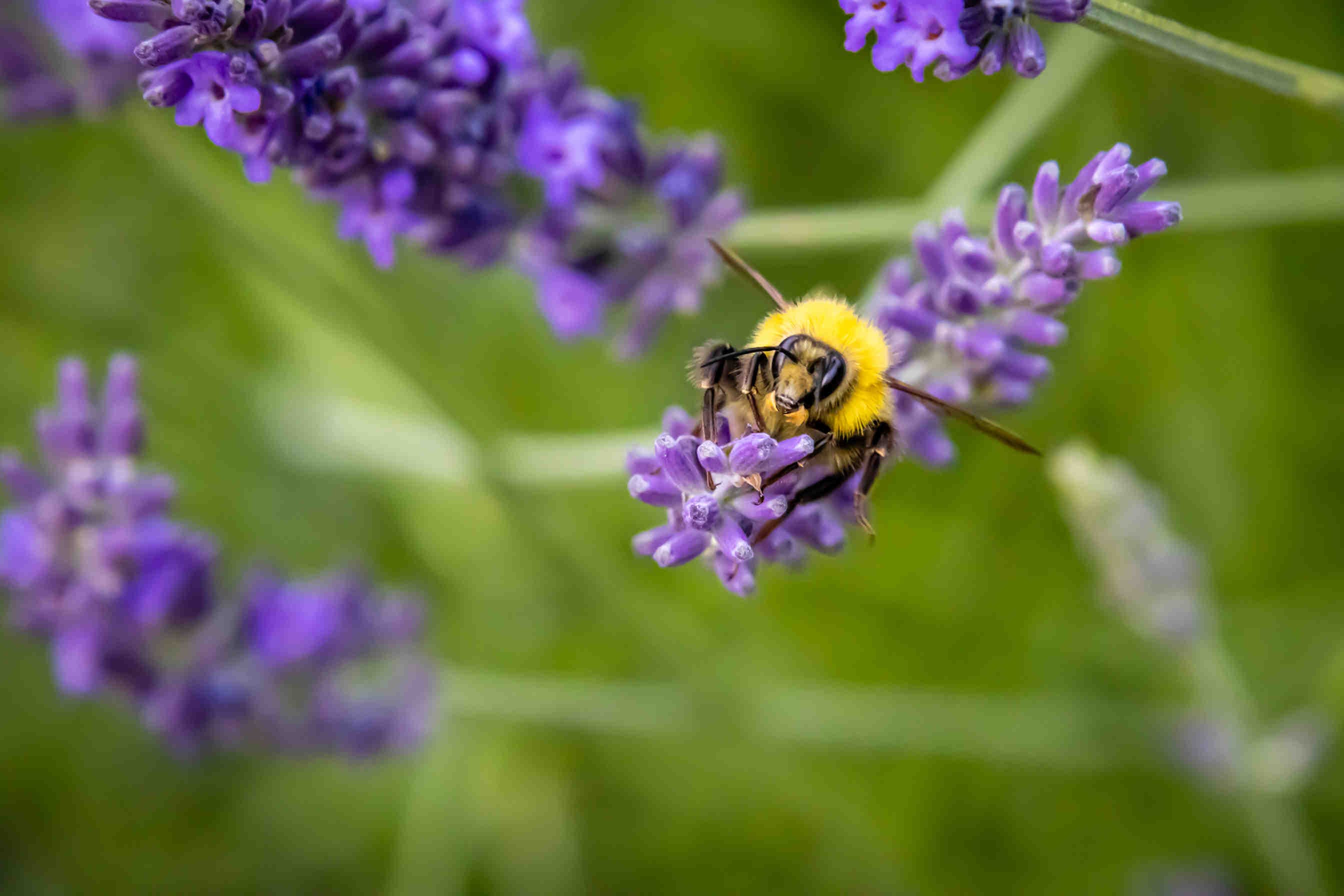 bombo su fiore