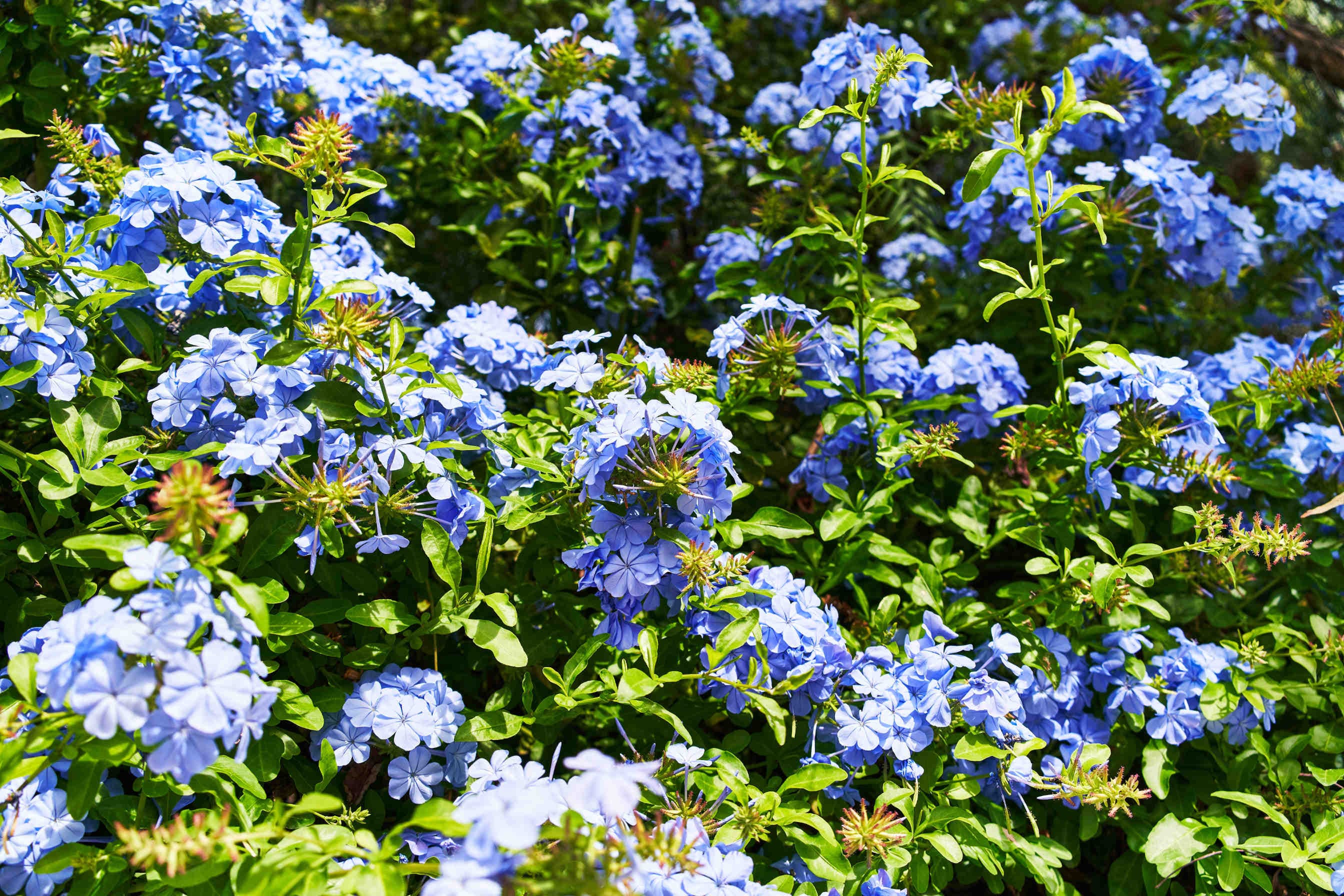 gelsomino azzurro