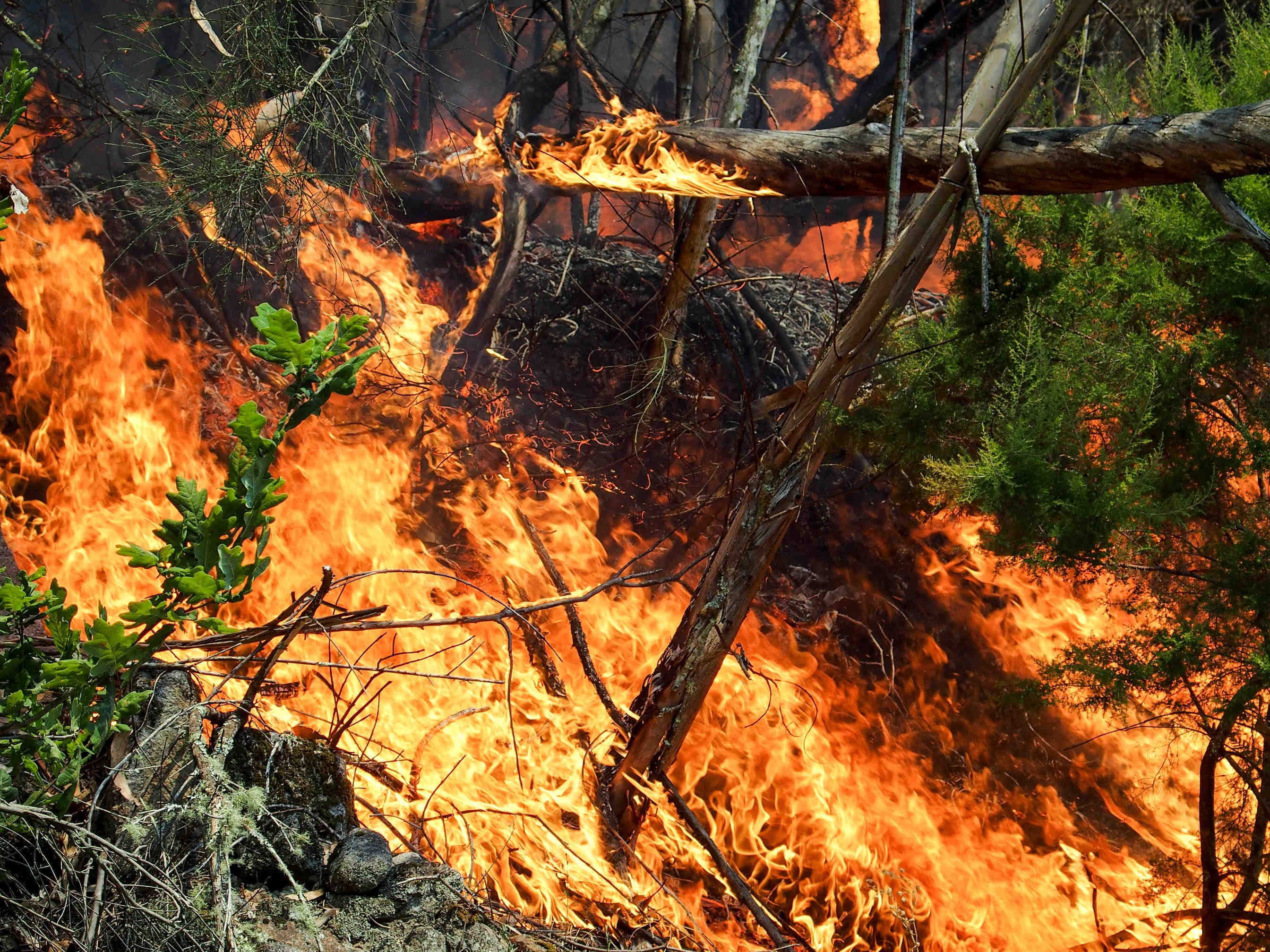 forest fire