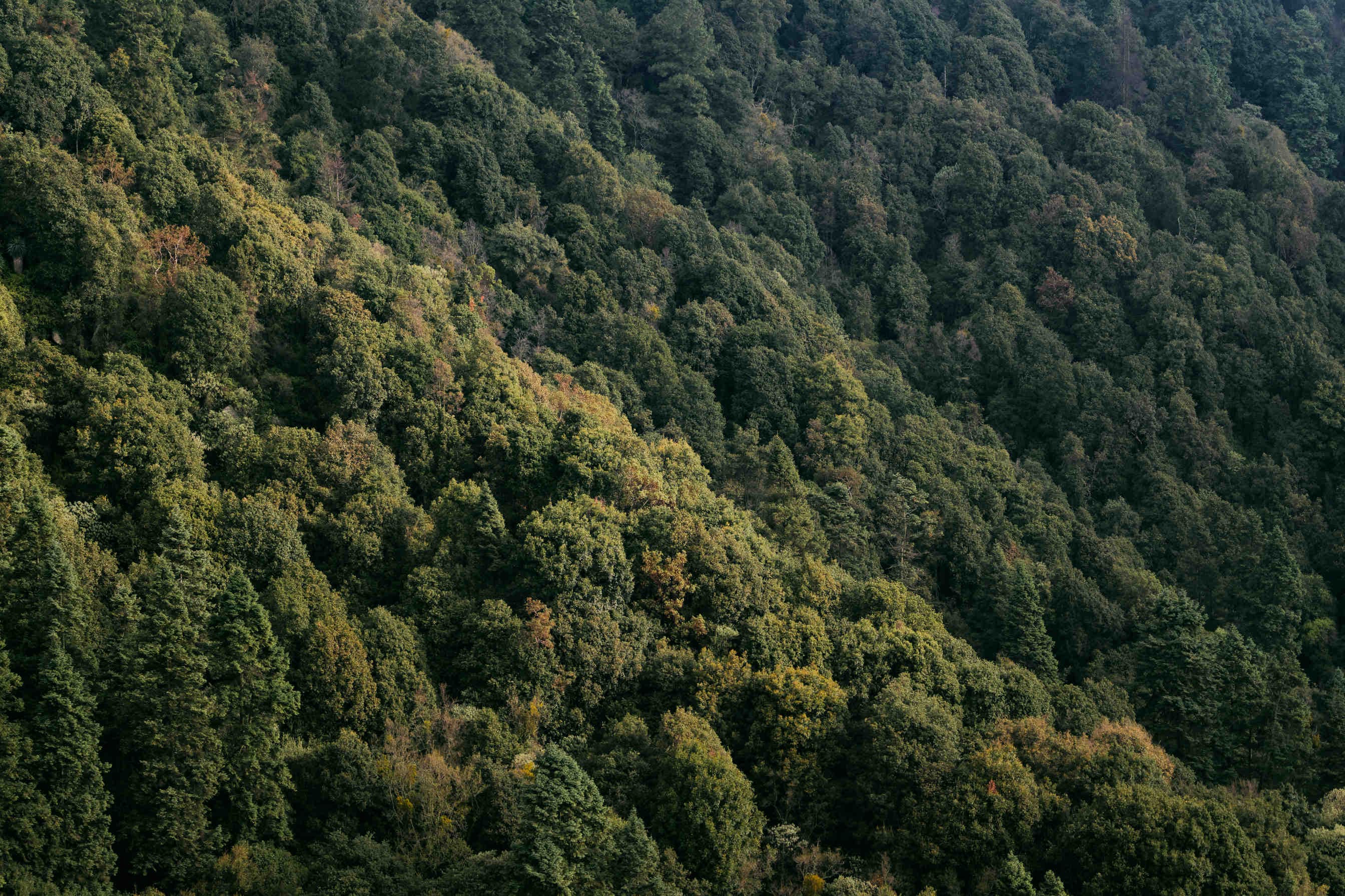 Servizi ecosistemici di regolazione