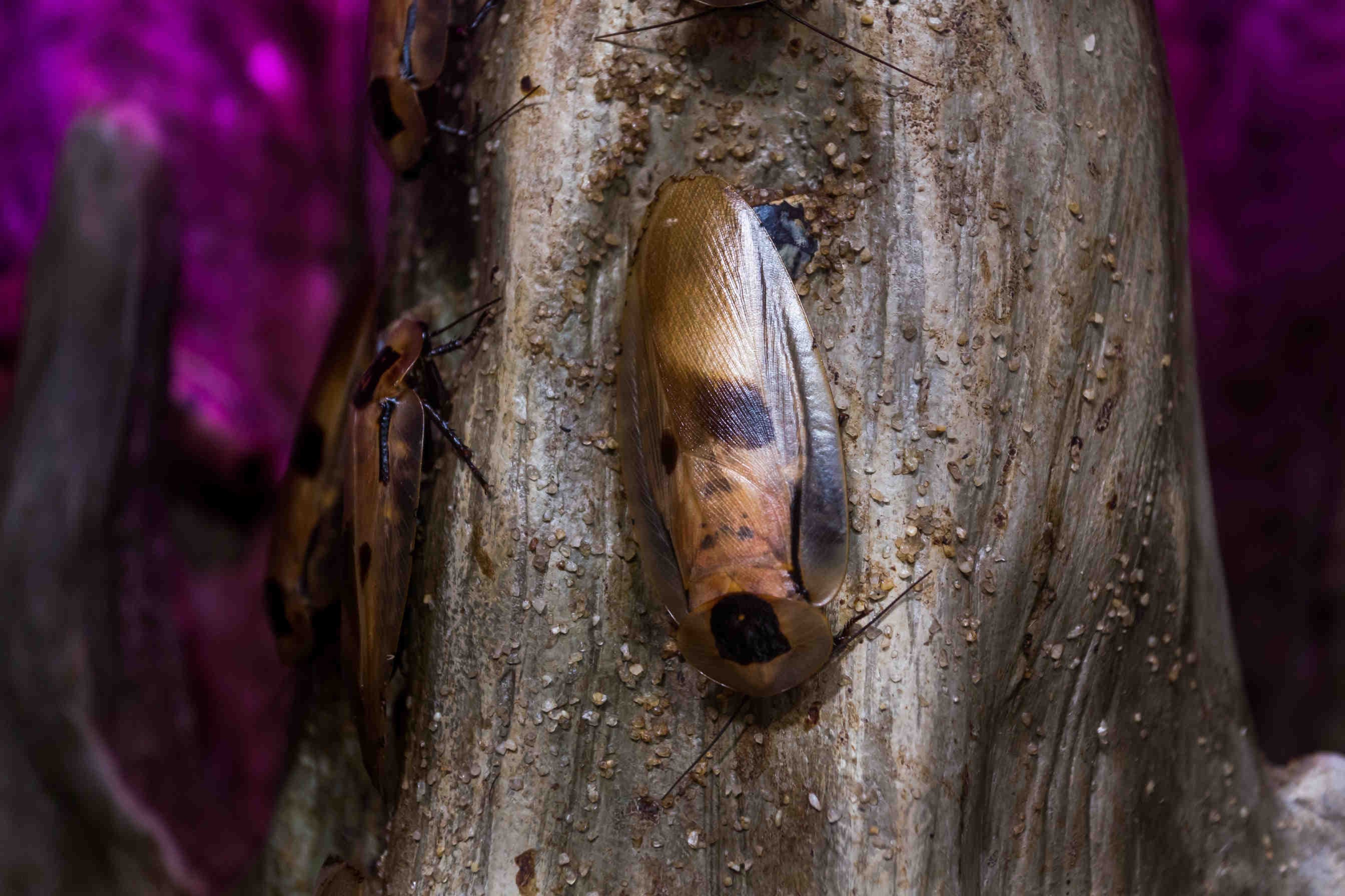 Periplaneta americana