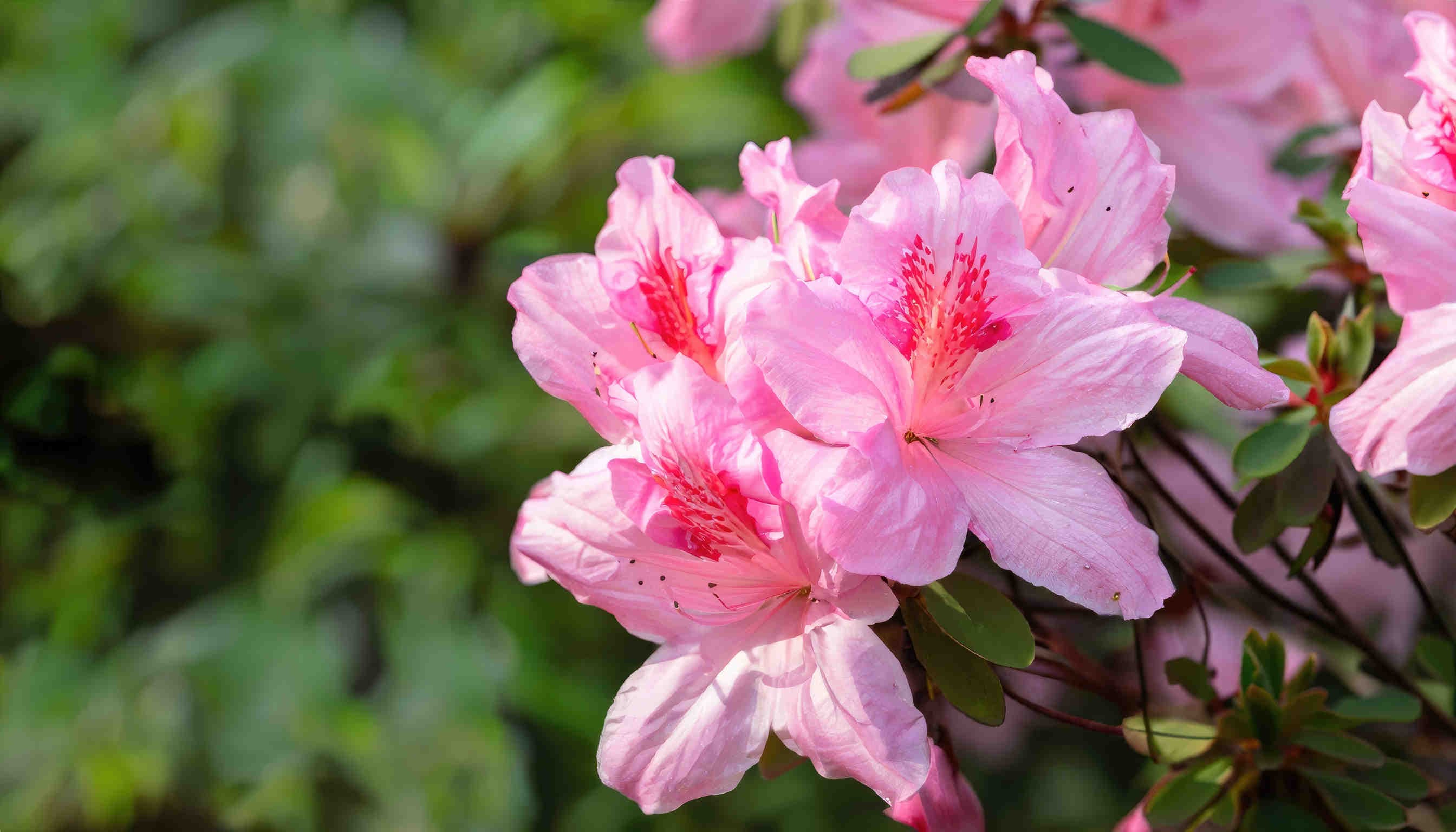 Azalea: caratteristiche, diffusione e impatto sull'ambiente