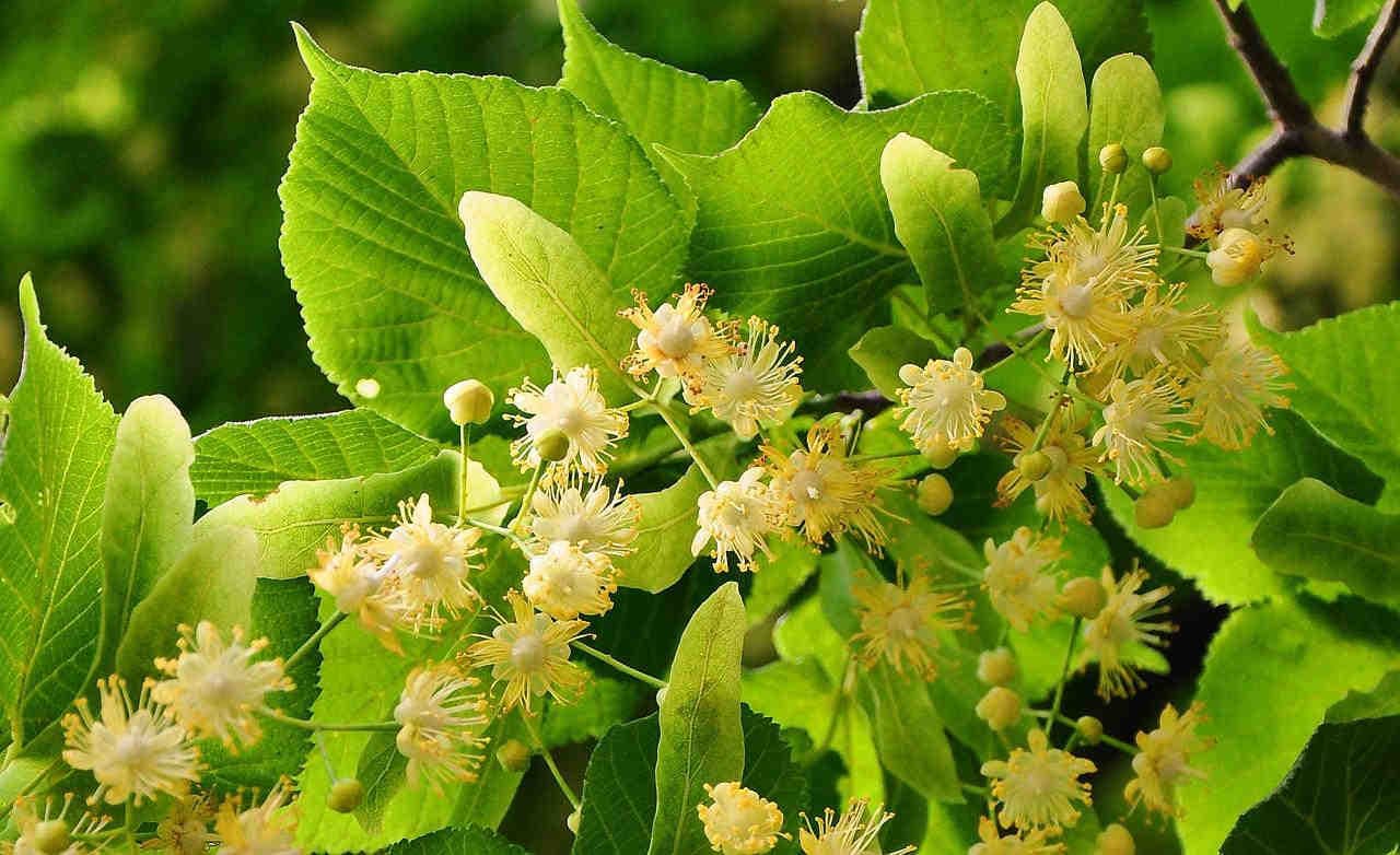 Limettenblütenhonig: Merkmale und Eigenschaften