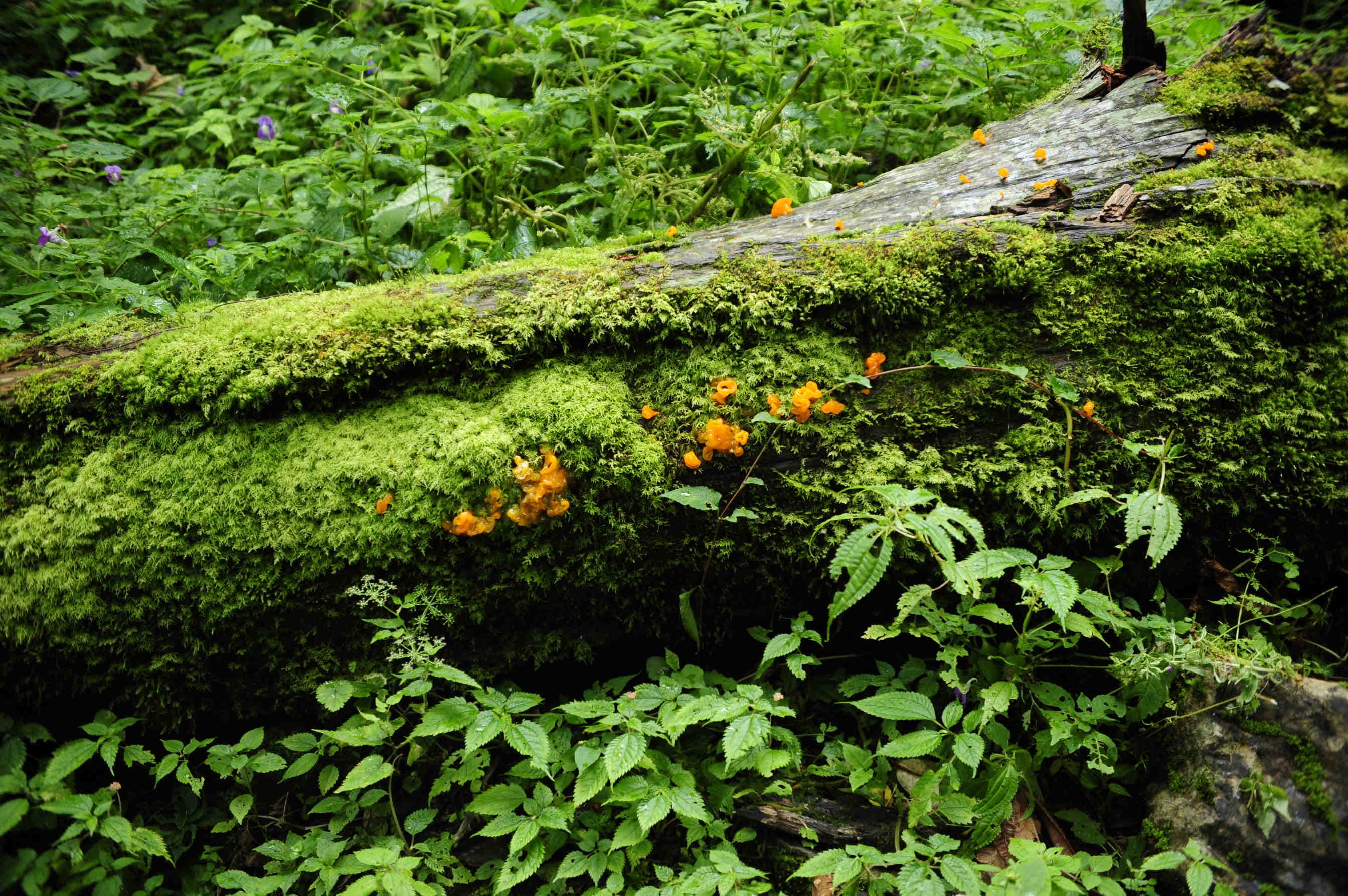 La biodiversità nascosta: 60.000 specie vegetali ancora sconosciute