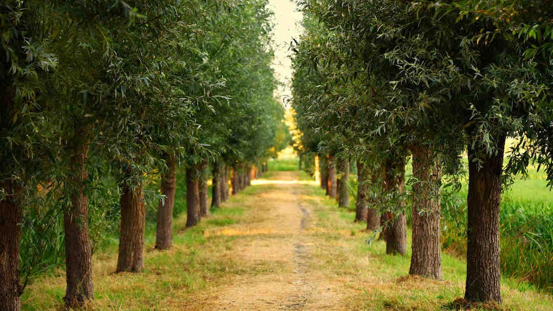 Découvrez les oasis de biodiversité