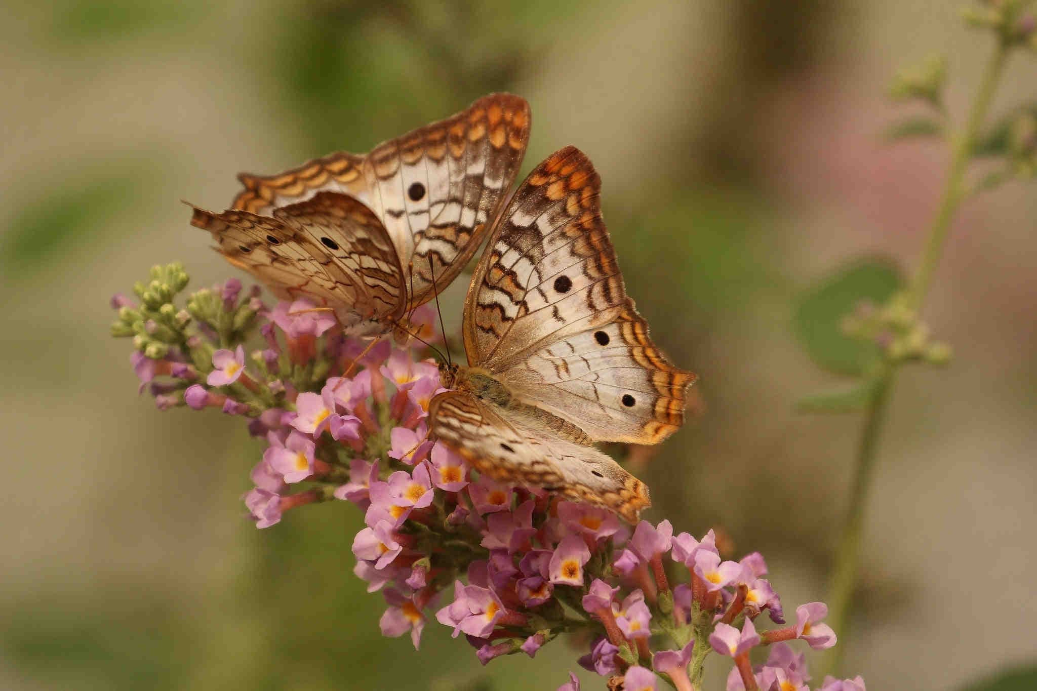 farfalle biodiversità