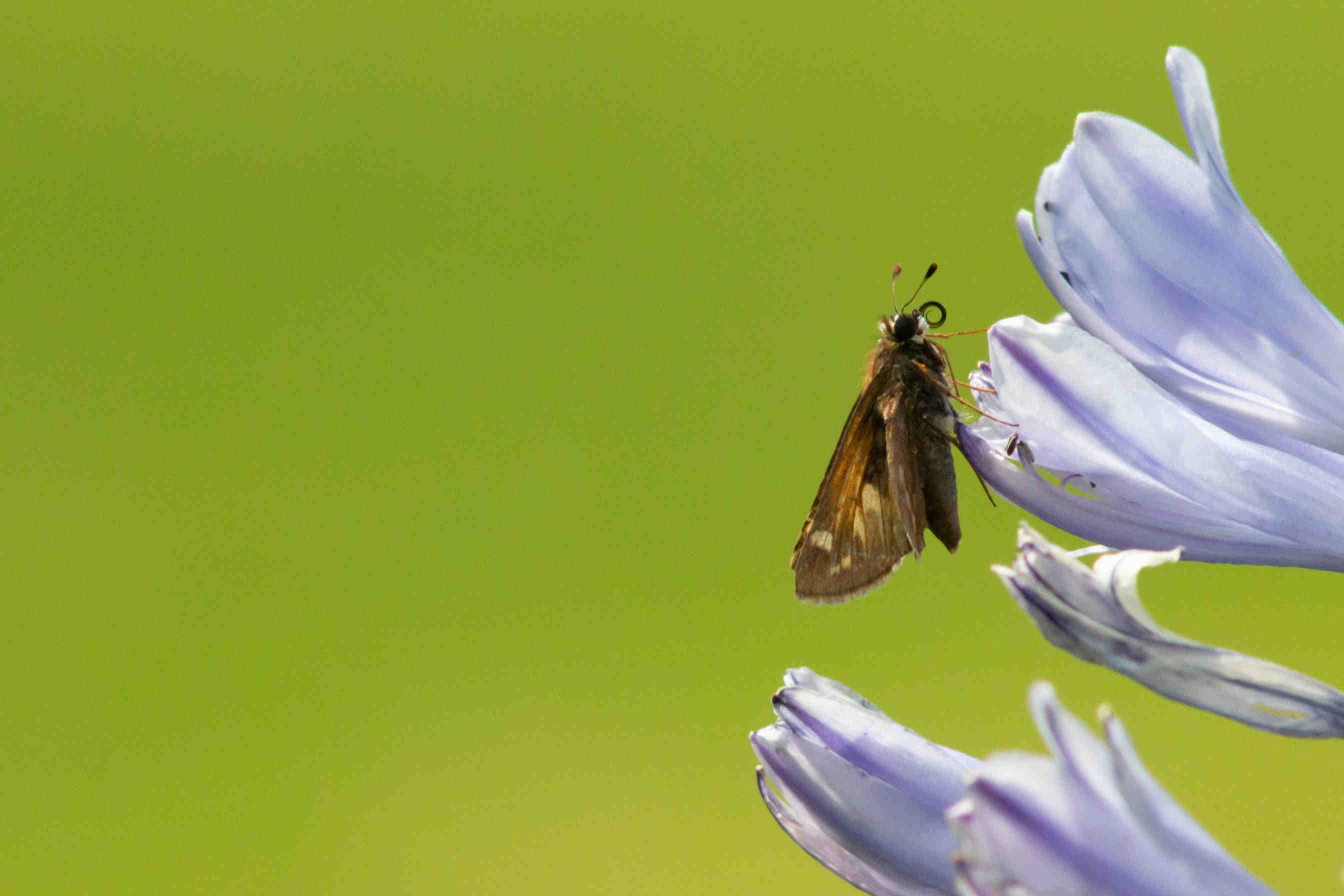 Biodiversity credits: the 3Bee approach