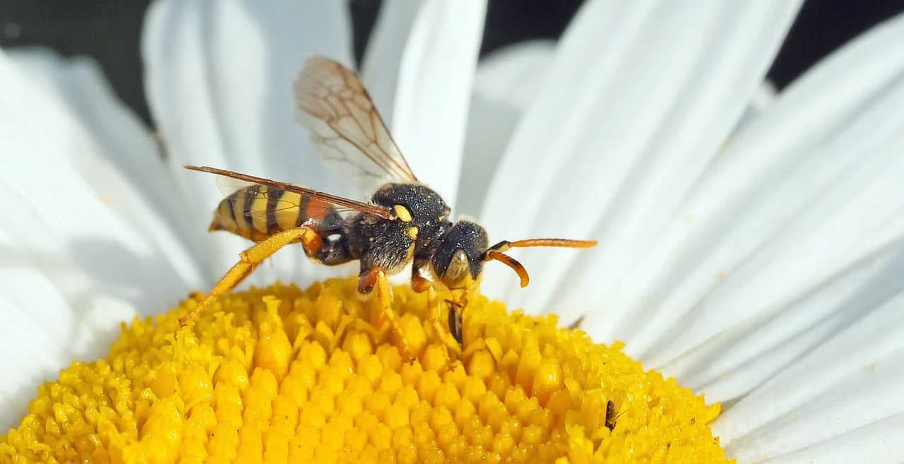 Parasitär lebende Bienen