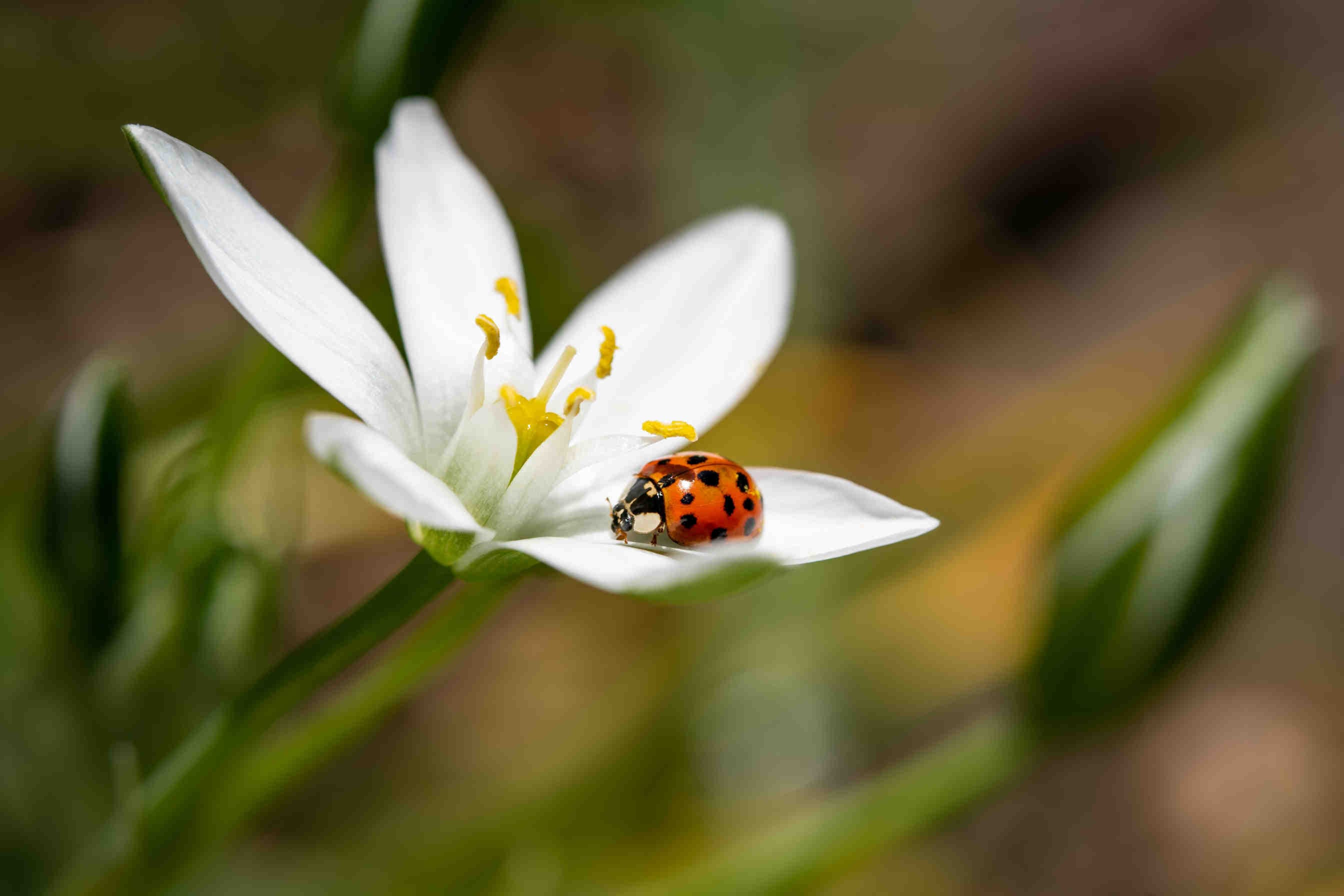 biodiversità