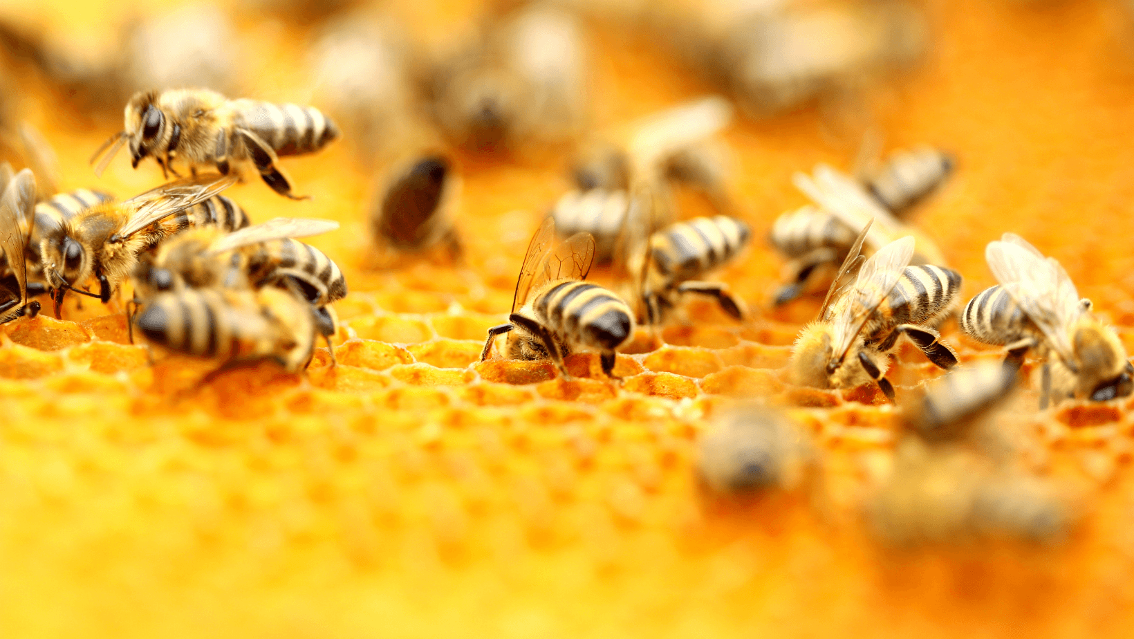 Bücher, die Sie lesen sollten, wenn Sie Bienen lieben