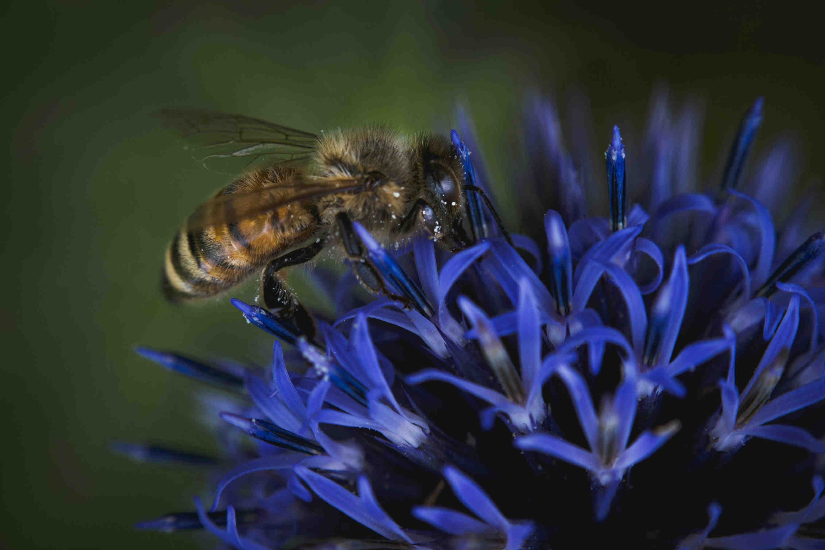 L’identificazione delle aree protette non porta sempre benefici alla biodiversità
