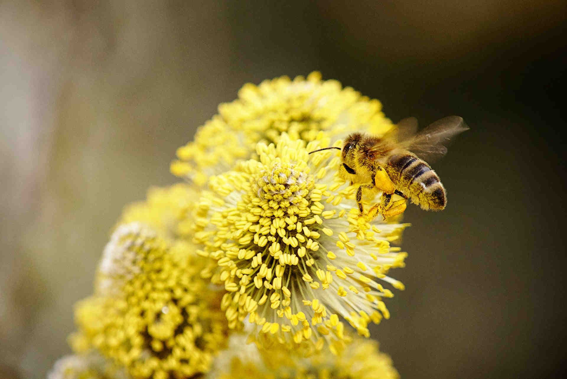 ¿Cuáles son los peligros de los que hay que proteger a las abejas?
