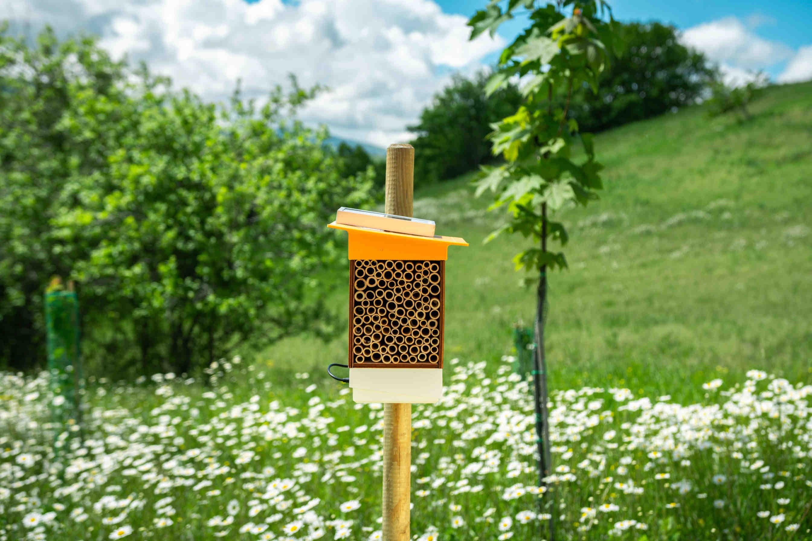 3bee-blog-oasi-della-biodiversita-rifugio-per-insetti
